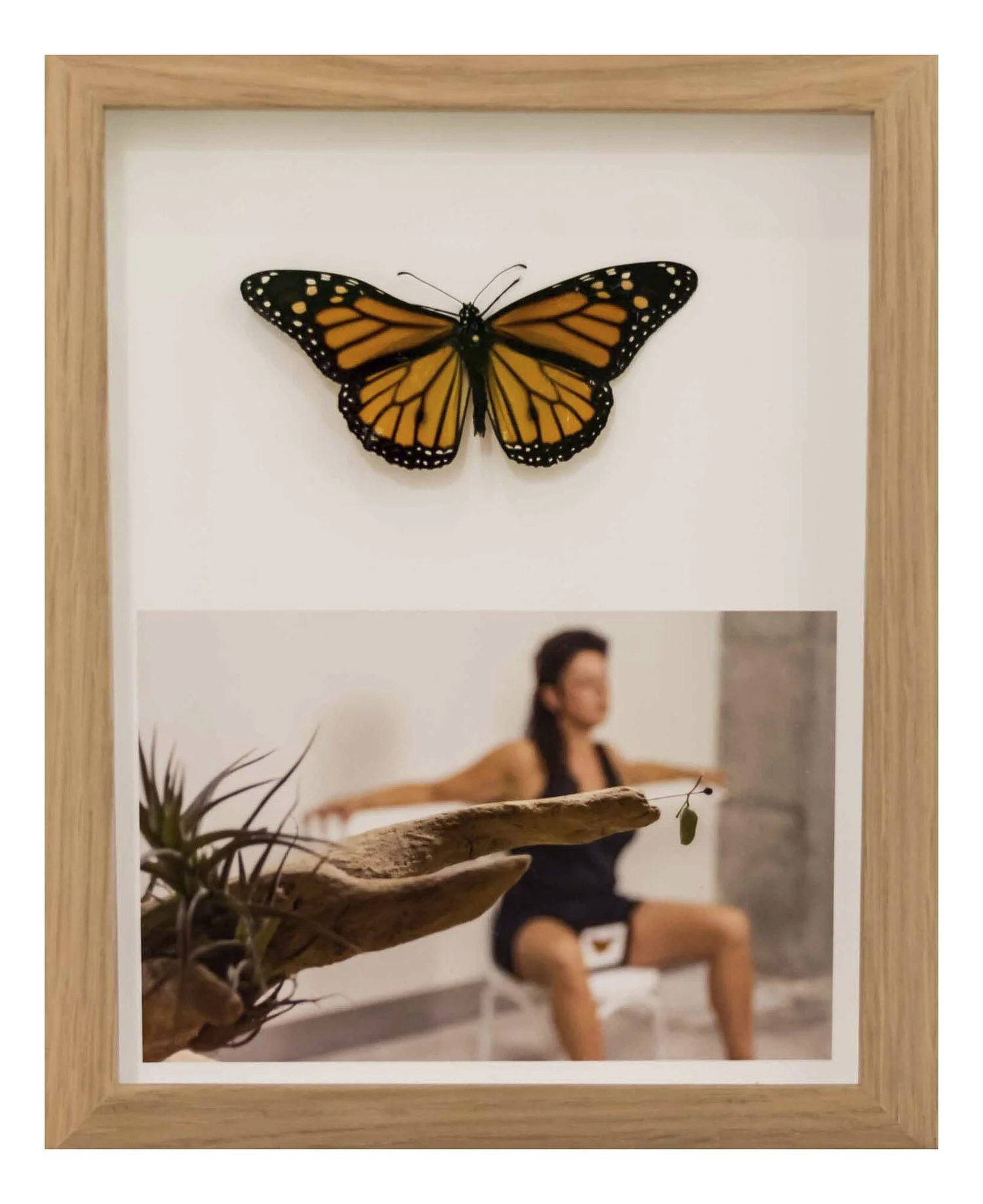 ¿Por qué todos los capullos no se convierten en mariposas?