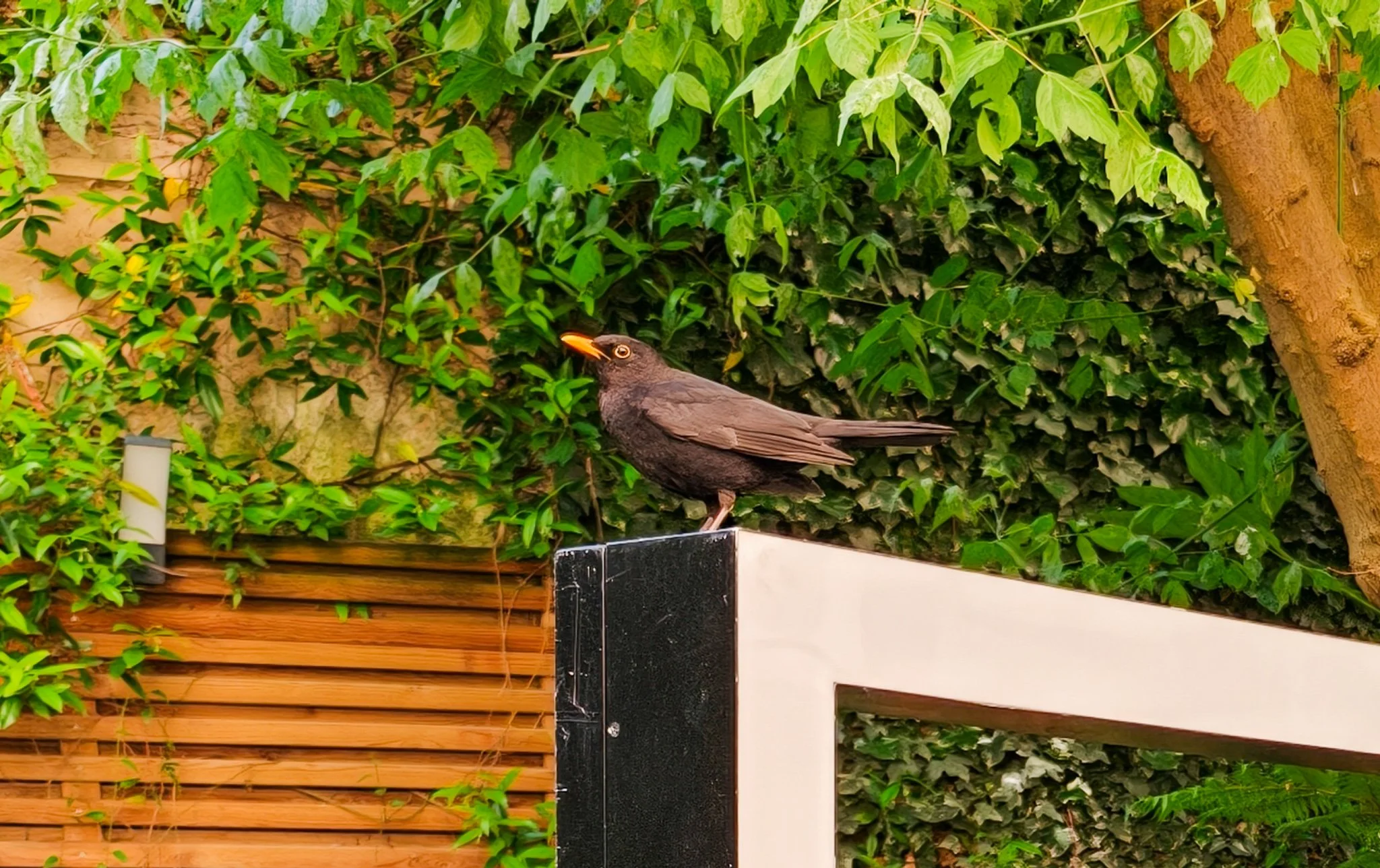 Blackbird in the Garden at the TRIBE Paris Batignolles. Image: Dan Latif.