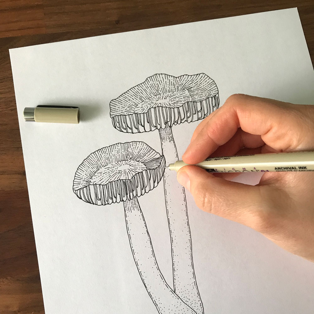 mushroom-ink-drawing.jpg