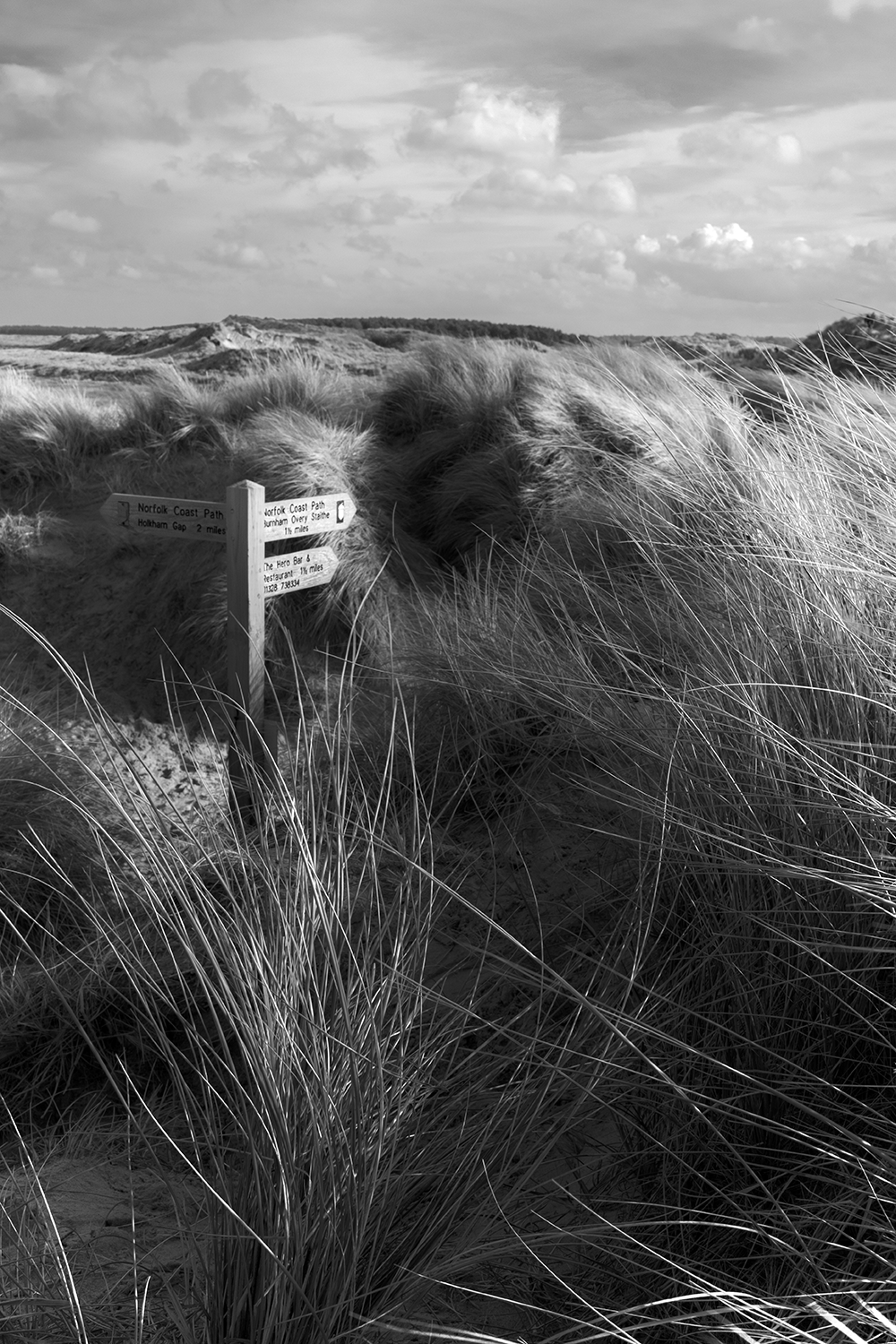 _DSF0254signpostb&w copy.png