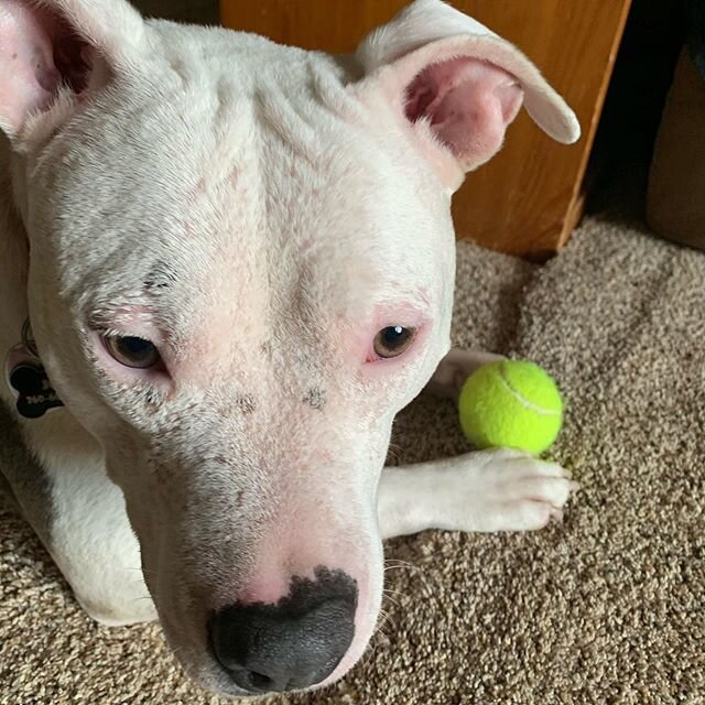 I ❤️ this boy!!! Happy Sunday!!! #apitbullnamedjoey,#joey,#pitbullsofinstagram,#pitbulls,#pitbull,#endbsl,#pitbulladvocate,#pitbullmom,#pitbullpride,#ilovepitbulls,#pitbullfriends #dontbullymybreed, #pitbullfamily,#pitbullsofficial,#pitbullofficial, 