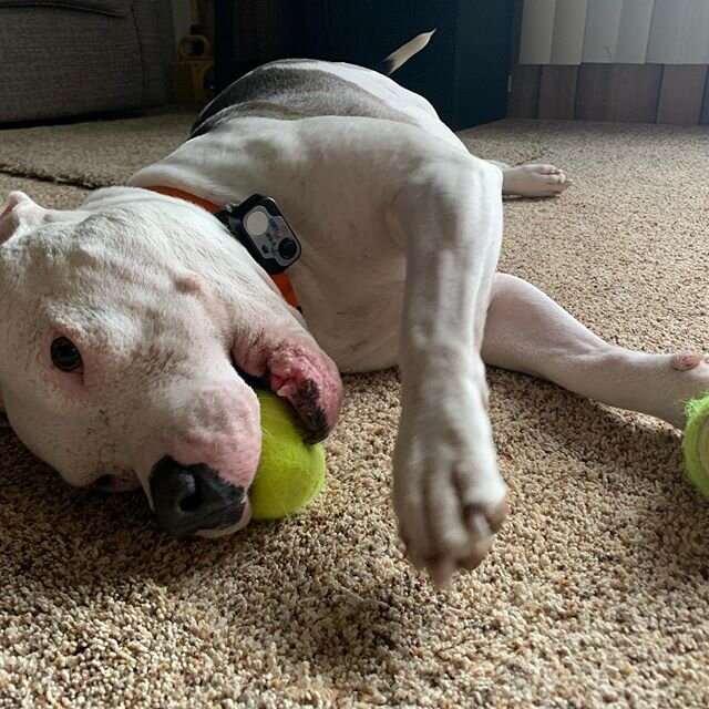 We have some cold weather coming in... make sure you up on the essentials... and tennis balls!!! Happy Sunday!!! #apitbullnamedjoey,#joey,#pitbullsofinstagram,#pitbulls,#pitbull,#endbsl,#pitbulladvocate,#pitbullmom,#pitbullpride,#ilovepitbulls,#pitbu