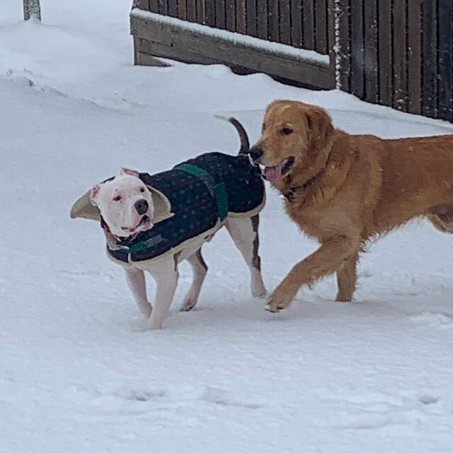 Joey and his best bud Waylon having fun in the snow!!! Happy Sunday!!!
##apitbullnamedjoey,#joey,#pitbullsofinstagram,#pitbulls,#pitbull,#pitbulladvocate,#pitbullmom,#pitbullpride,#ilovepitbulls,#pitbullfriends #dontbullymybreed, #pitbullfamily,#pitb