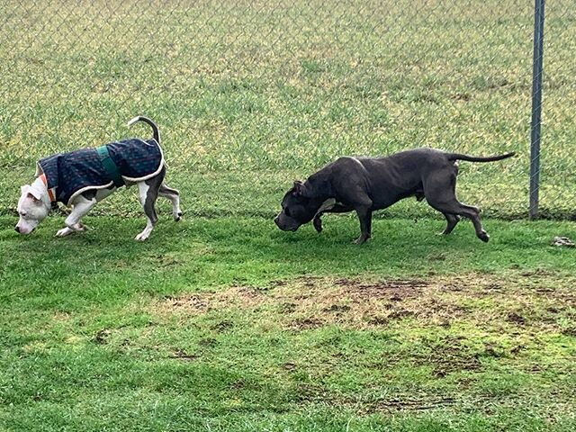 Joey made a new friend!!! Meet Bode... born blind, Amy from Mostly Mutts Rescue made him a permanent member of her pack after he was found neglected and abused. He and Joey got along like peas and carrots!!!
Happy Sunday!!!!! #apitbullnamedjoey,#joey