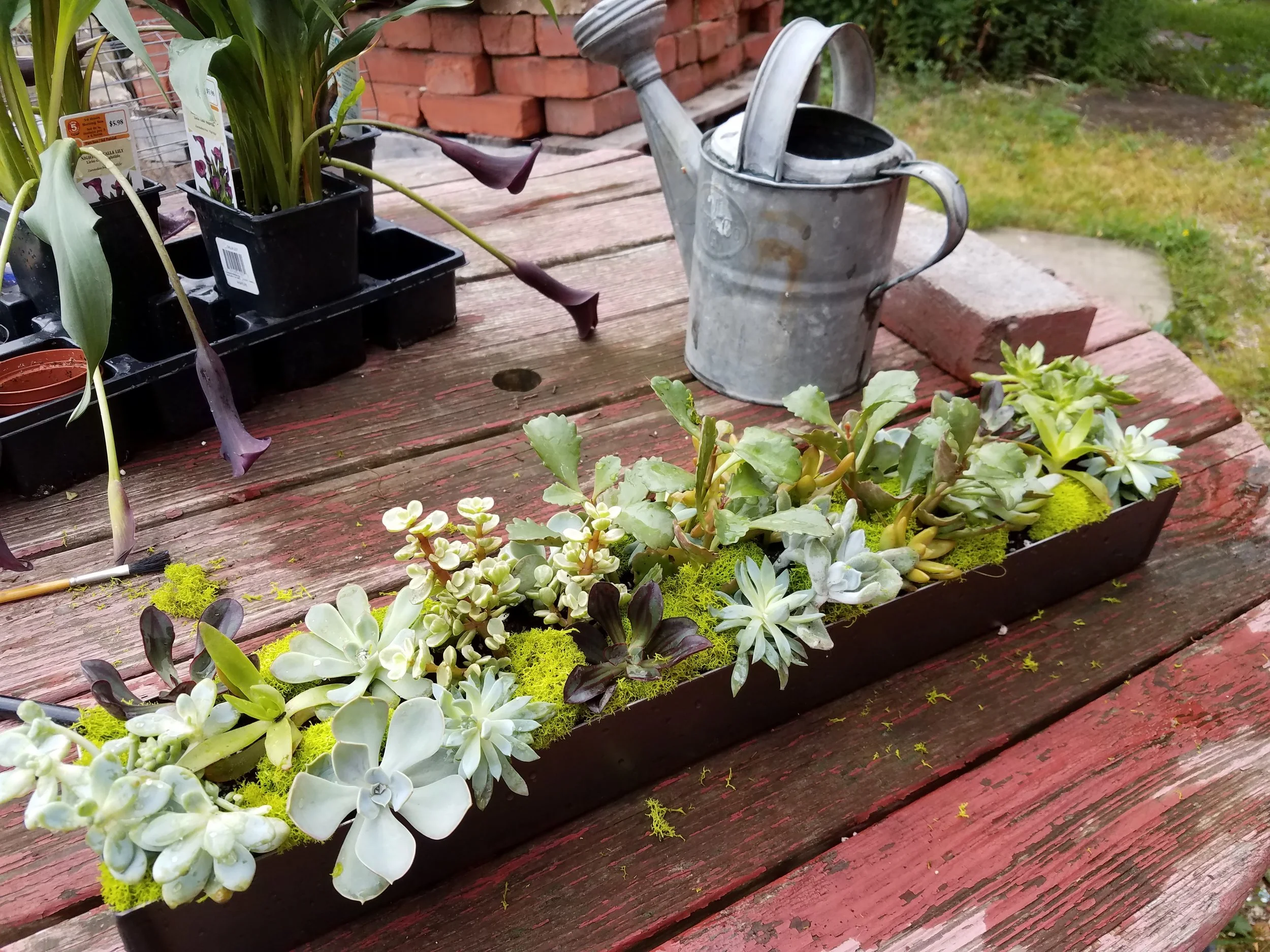 succulantcontainer.jpg