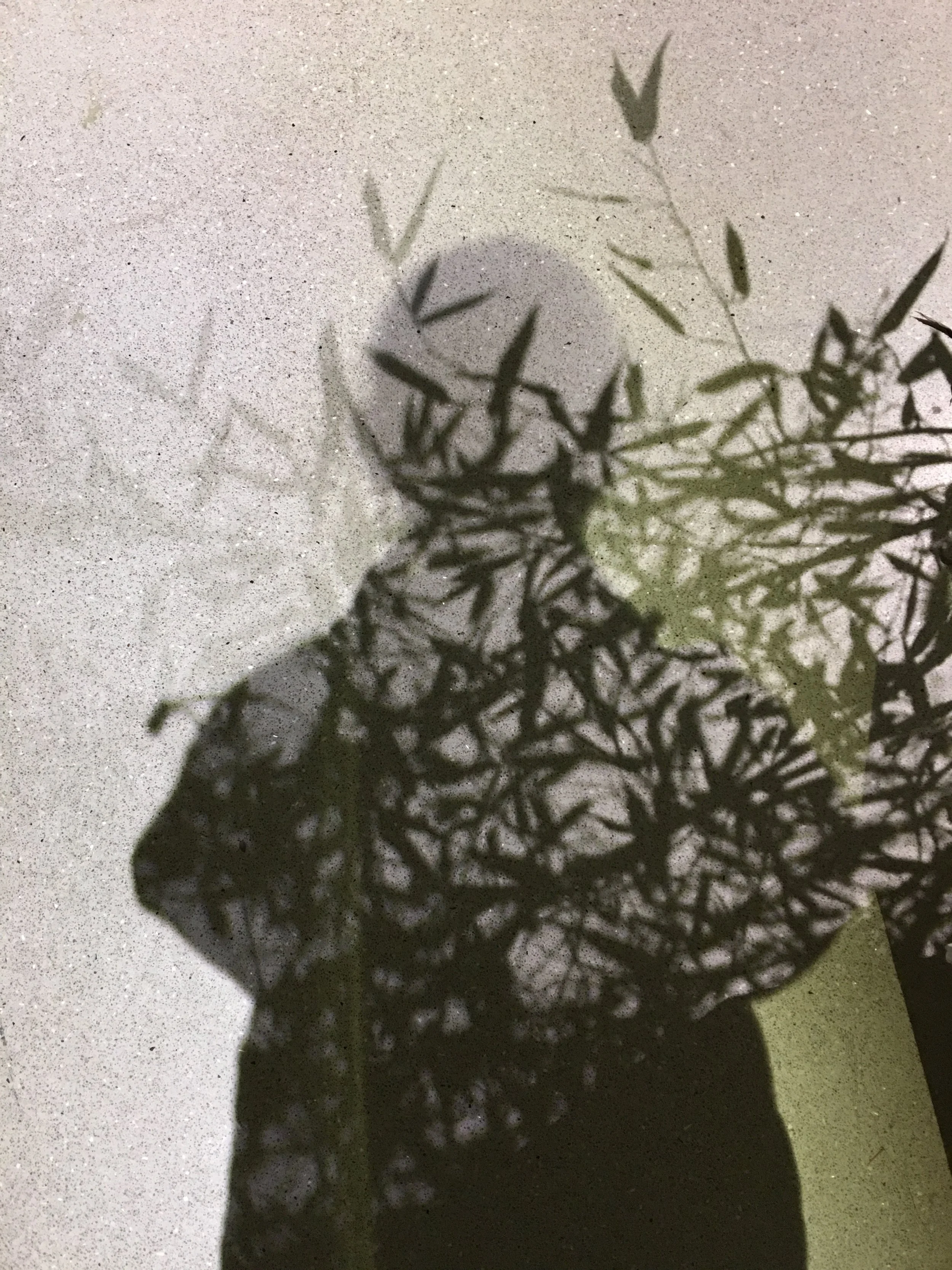 Shadow Cast