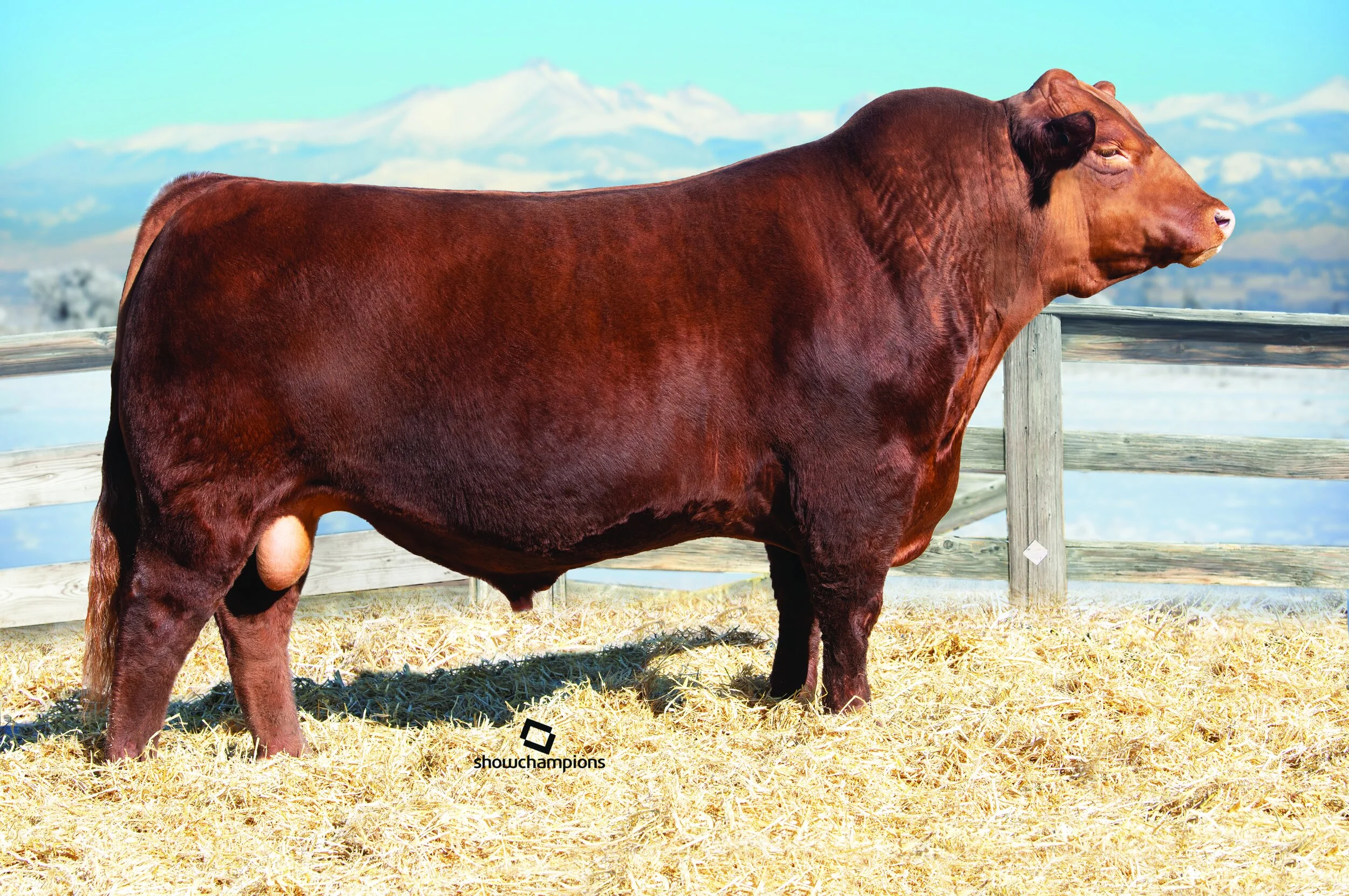 Dlcc Ranch South Devon Sires | DLCC Ranch — DLCC Ranch