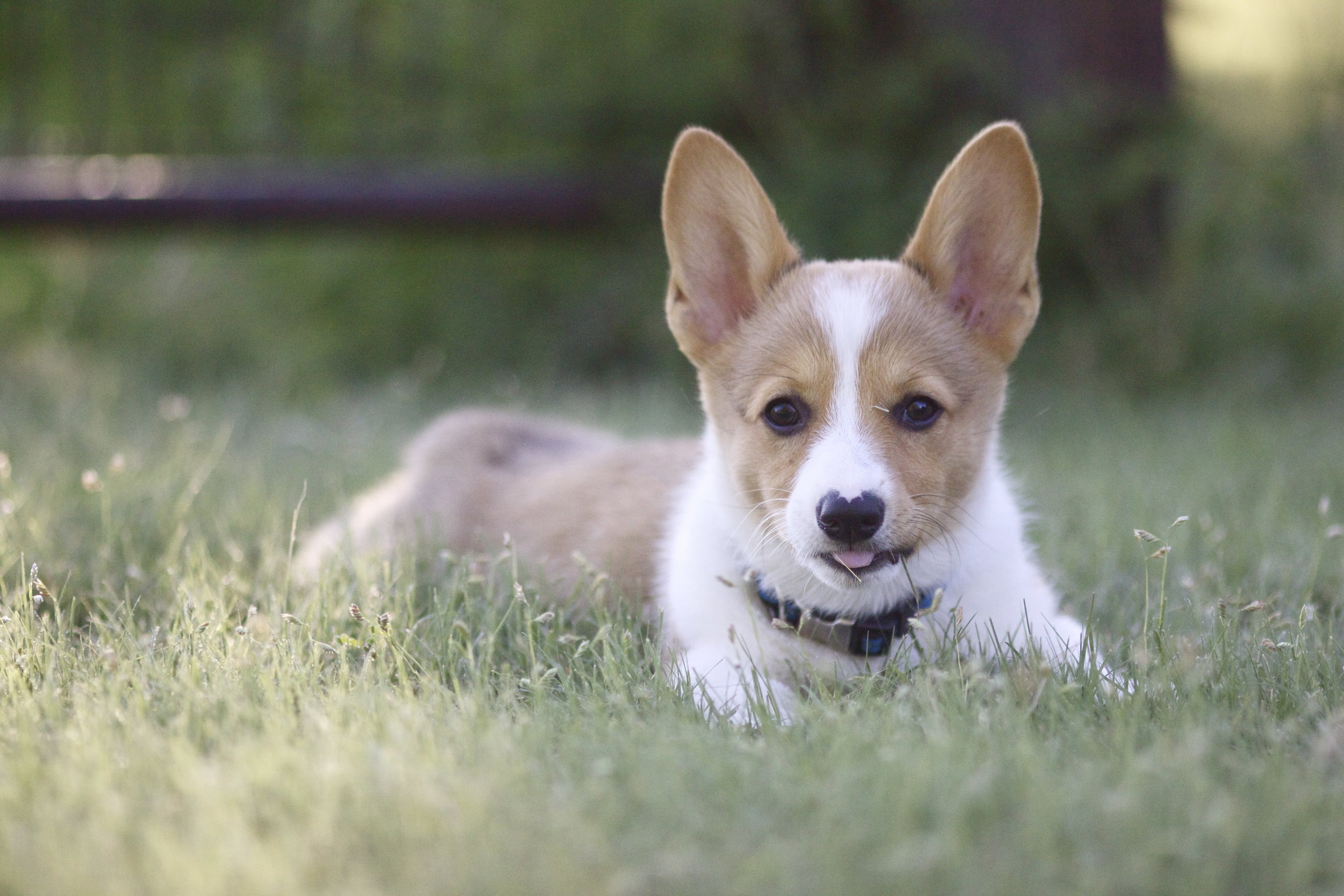 multi colored corgi