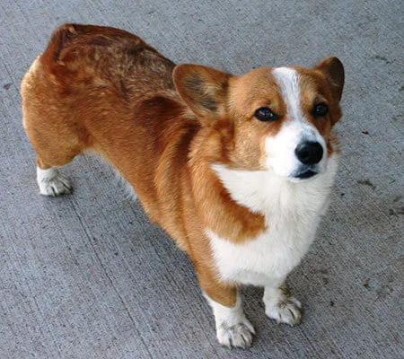 DLCC-Chloe.jpg