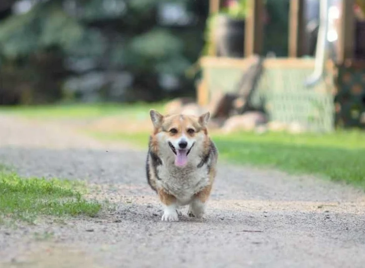 Molly.jpg
