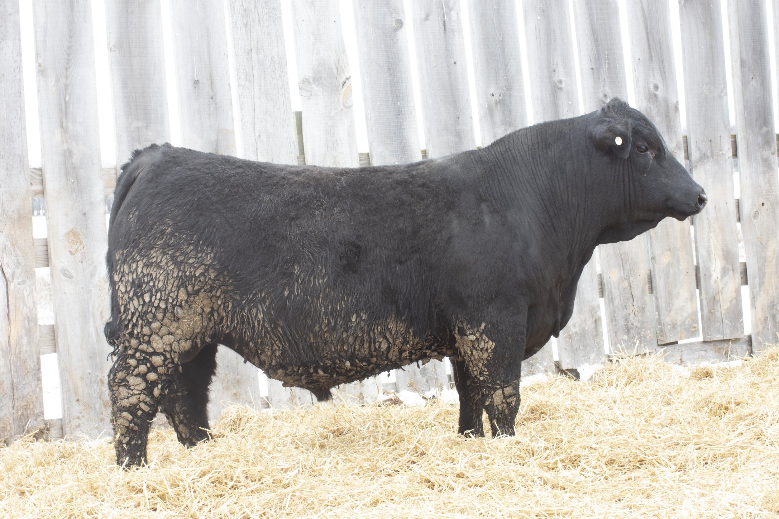 Lot 17 - DLCC NUGGET 85N