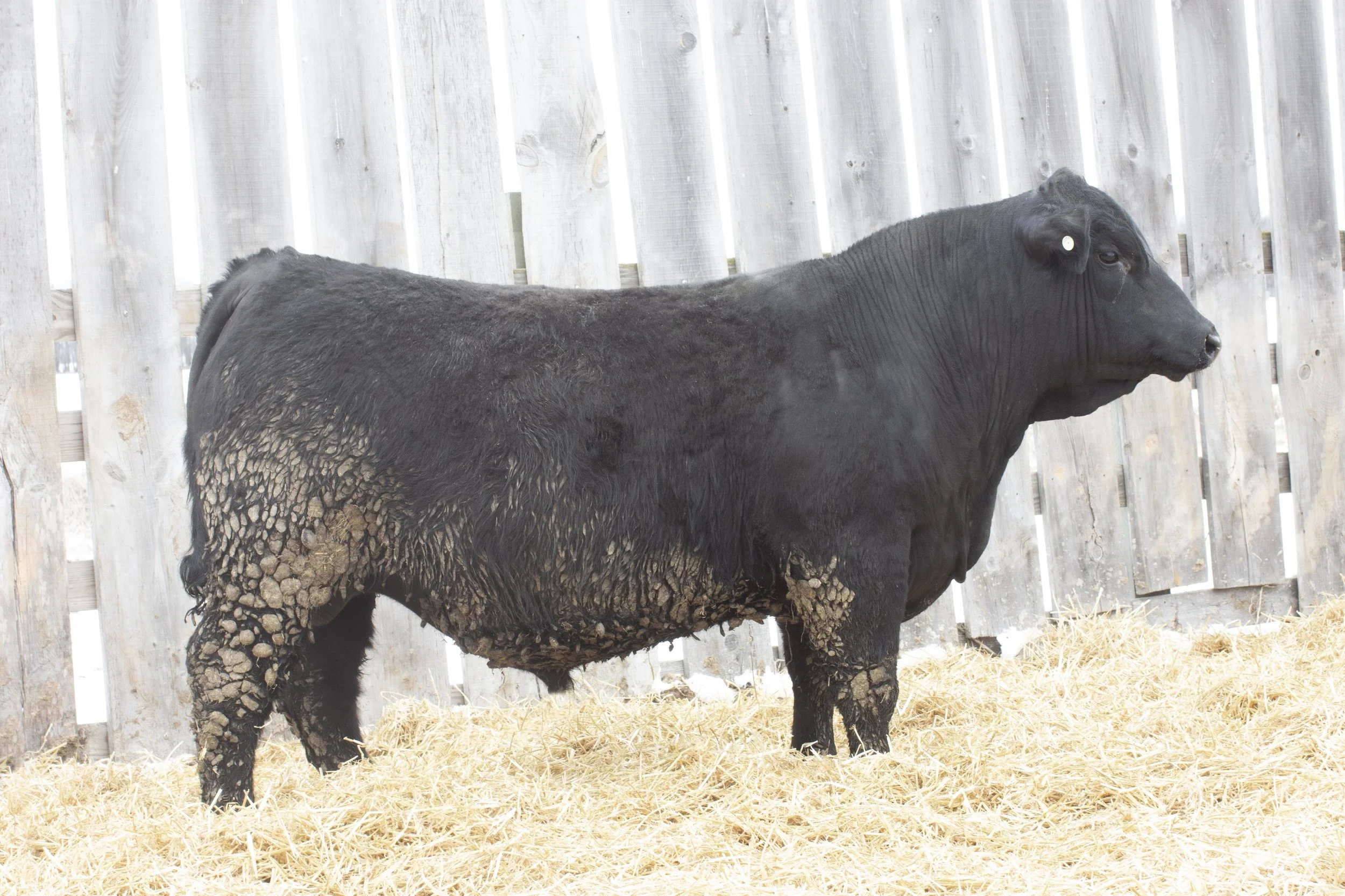Dlcc Ranch Elite South Devon and Composite Genetics For Sale — DLCC Ranch