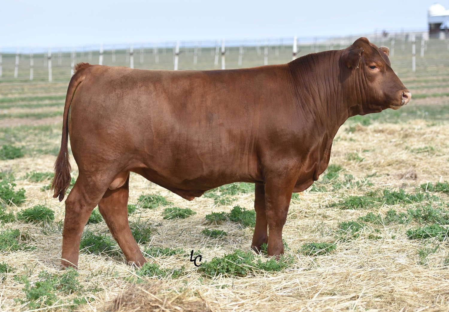 Dlcc Ranch South Devon Sires | DLCC Ranch — DLCC Ranch