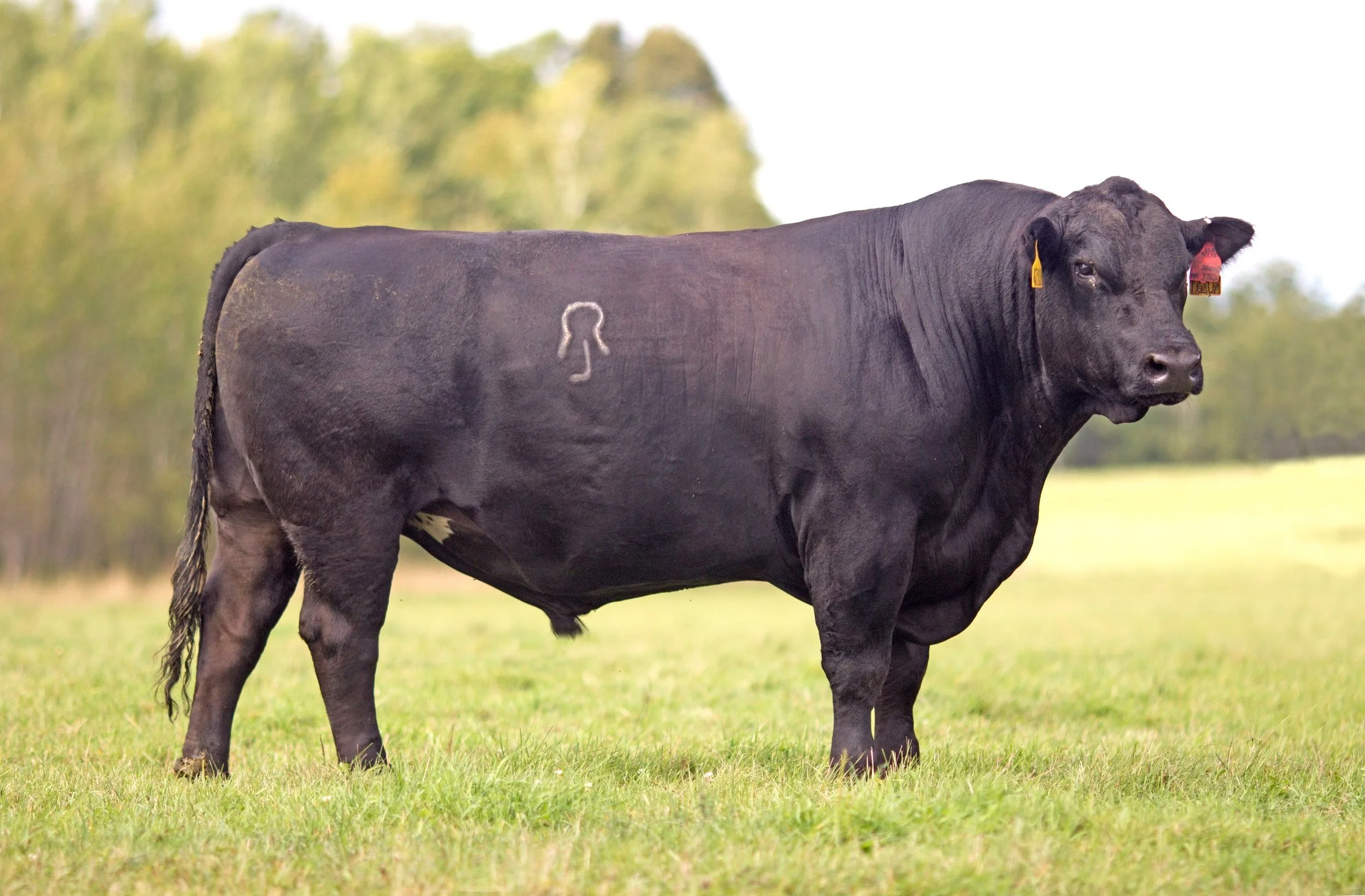 Dlcc Ranch South Devon Sires | DLCC Ranch — DLCC Ranch