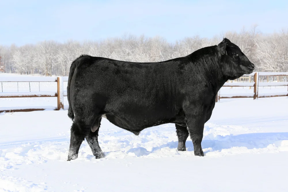 Dlcc Ranch South Devon Sires | DLCC Ranch — DLCC Ranch
