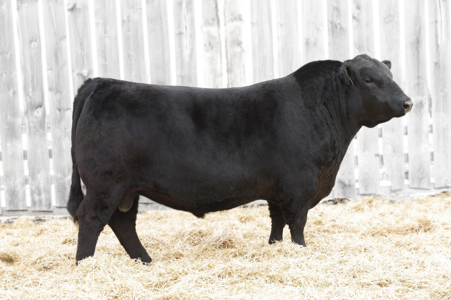 Dlcc Ranch South Devon Sires | DLCC Ranch — DLCC Ranch