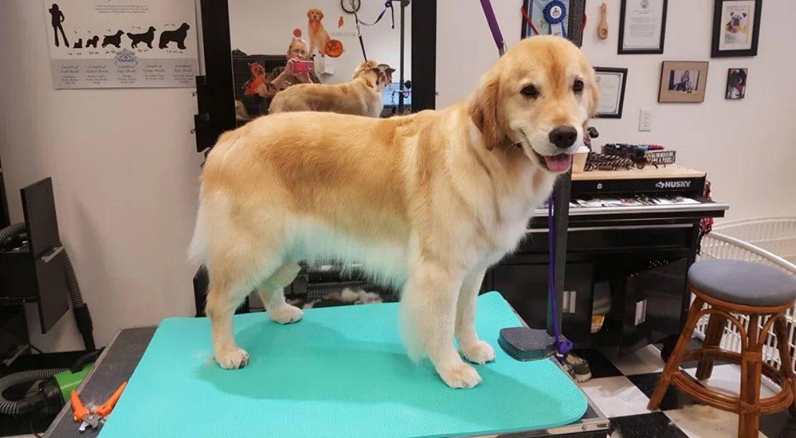 golden retriever.jpg