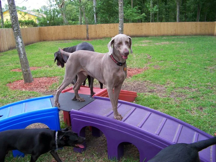 dog on bridge.jpg