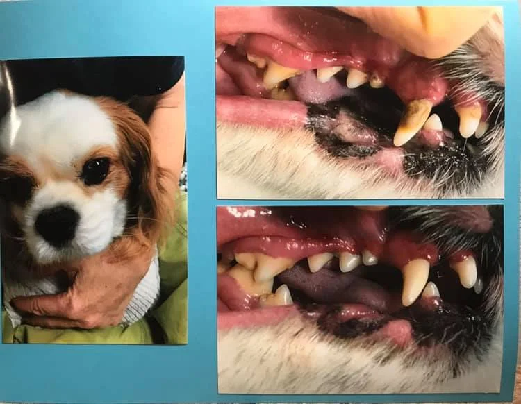 is it dangerous to have dogs teeth cleaned