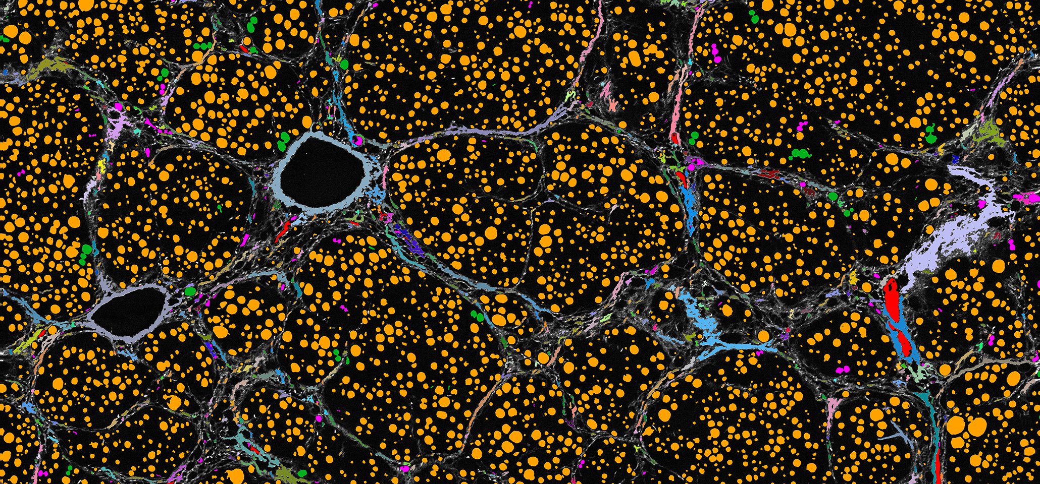   AI solutions enabling scientific discoveries   New scientific approach enabled with scalable cloud-based Image Analysis Software   Get in touch  