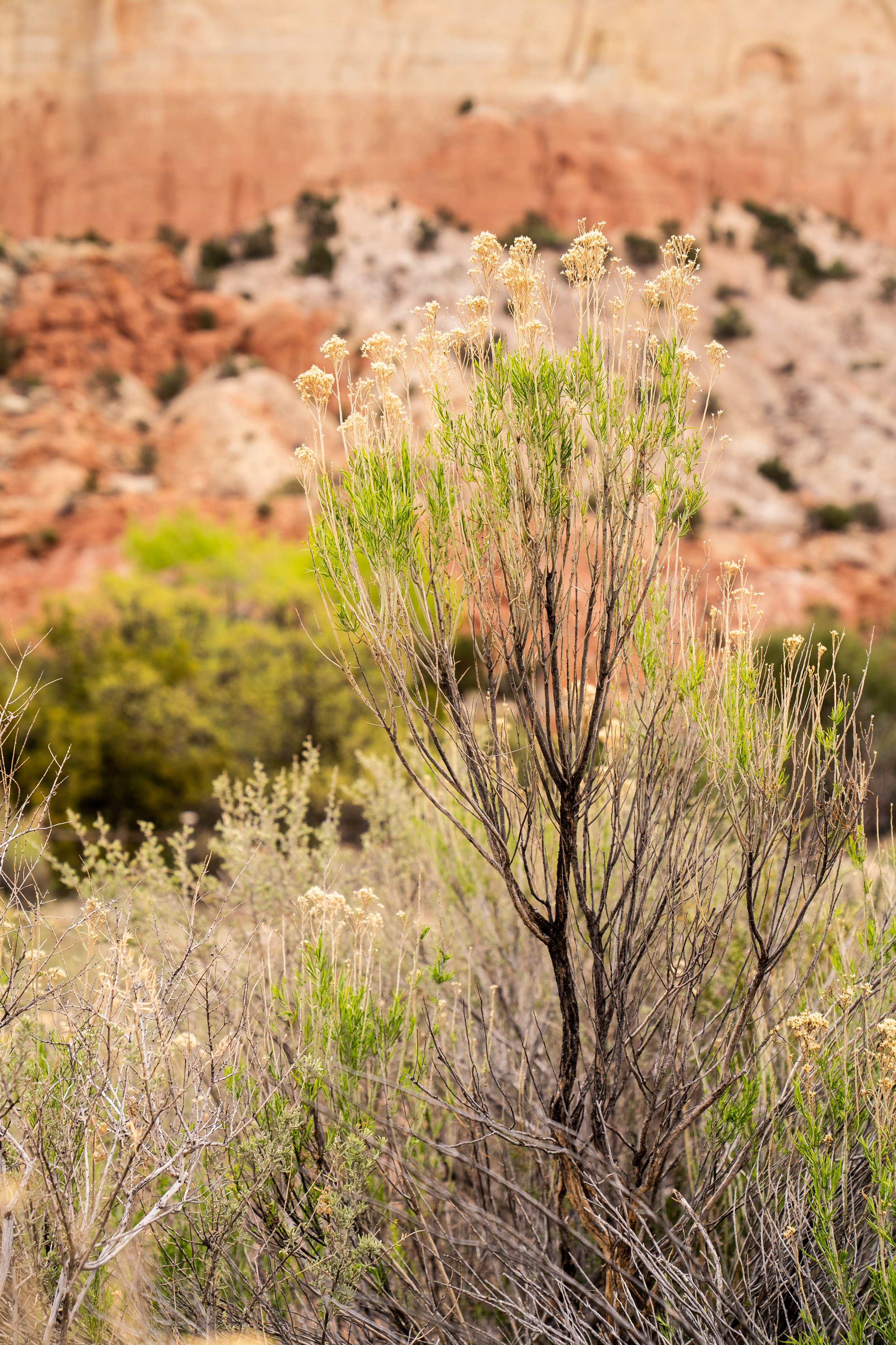 Ghost Ranch 2026-7.jpg