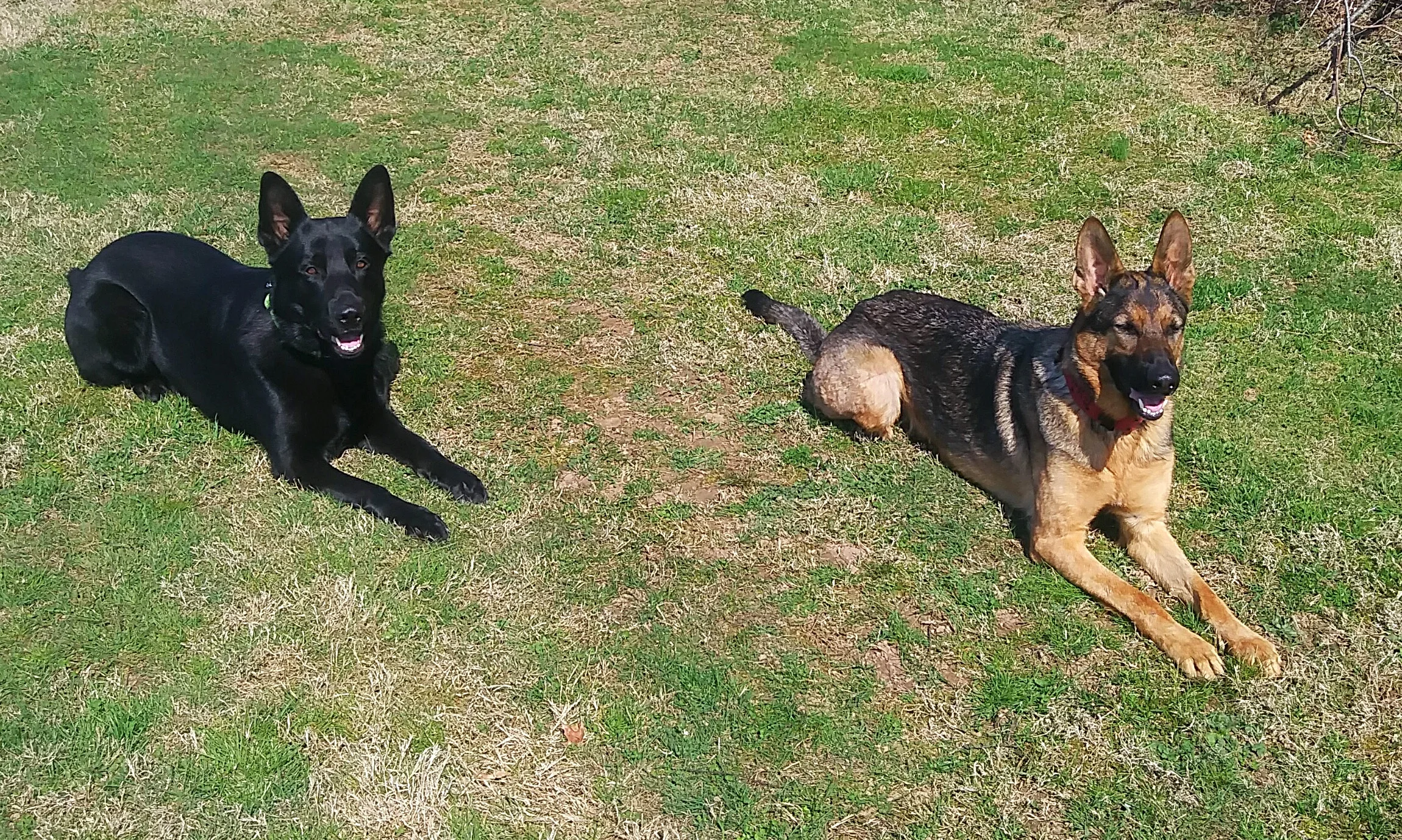 Want off-leash control?