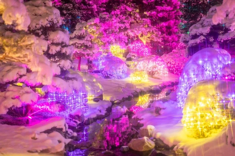 Blossoms of Light with a rare Denver snow sighting ✨❄️🪾