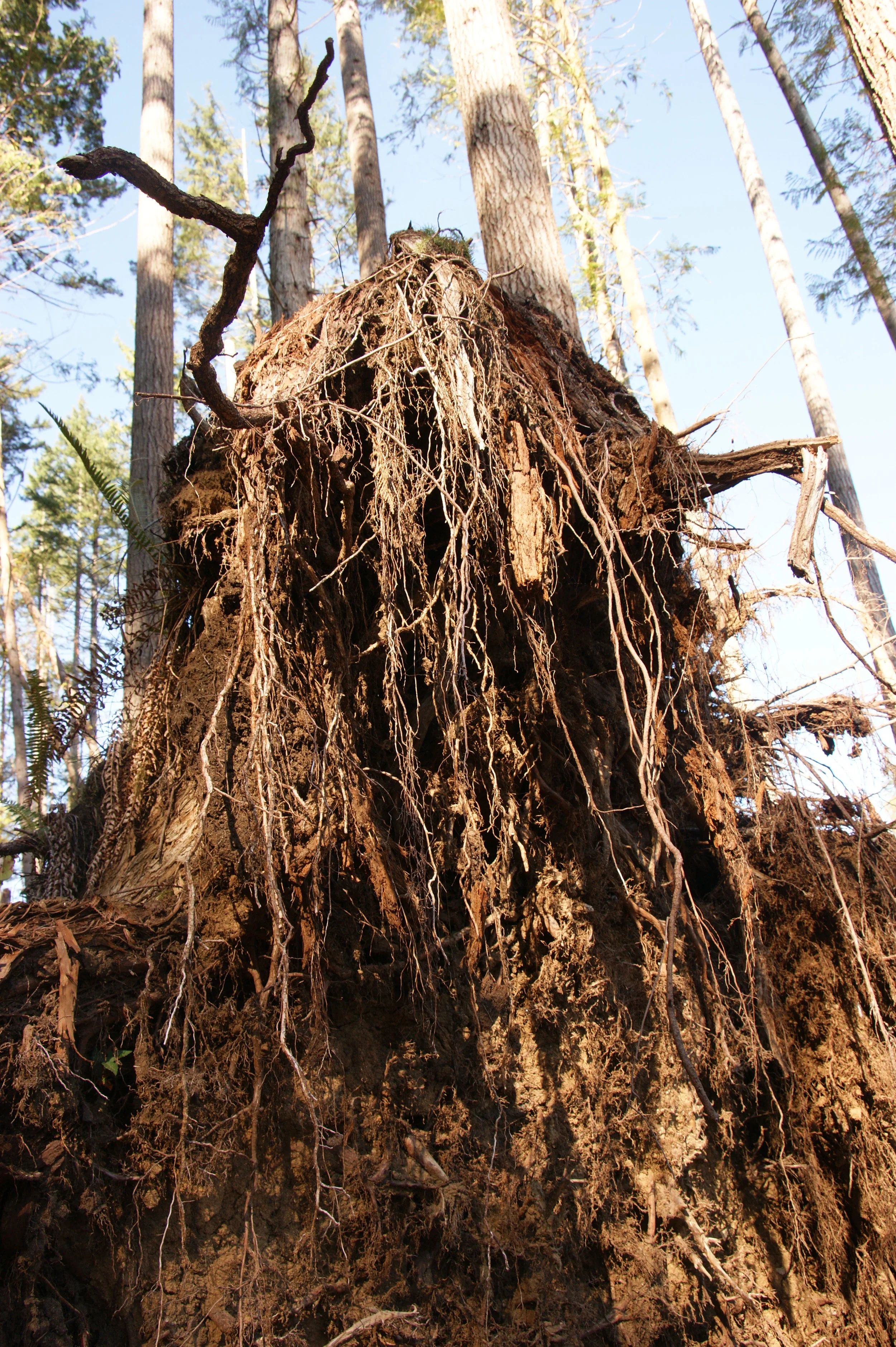 Root Anger