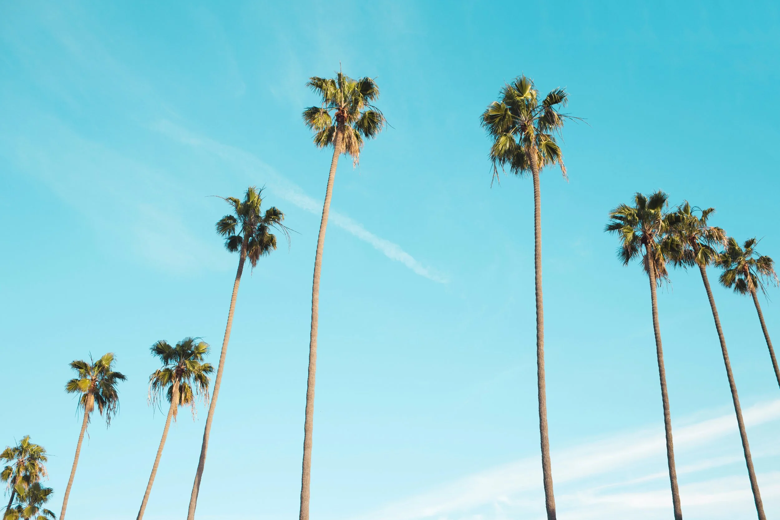 Palm Trees.jpg