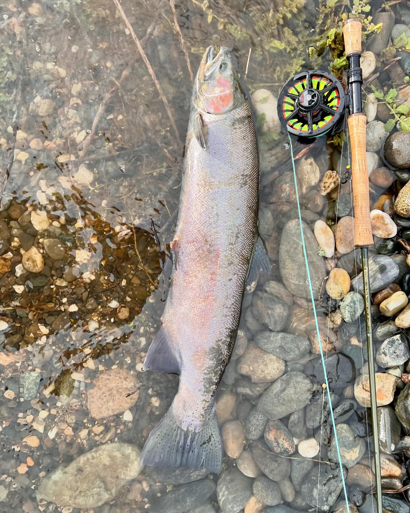 I braved the storm yesterday and was pleasantly surprised with some valley steelhead and a blueback on the swing🎣🐋. I used the @echoflyfishing OHS (one handed spey) #8 rod with the @opskagit commando groove setup. 🙌

#spey #catchandrelease #winter