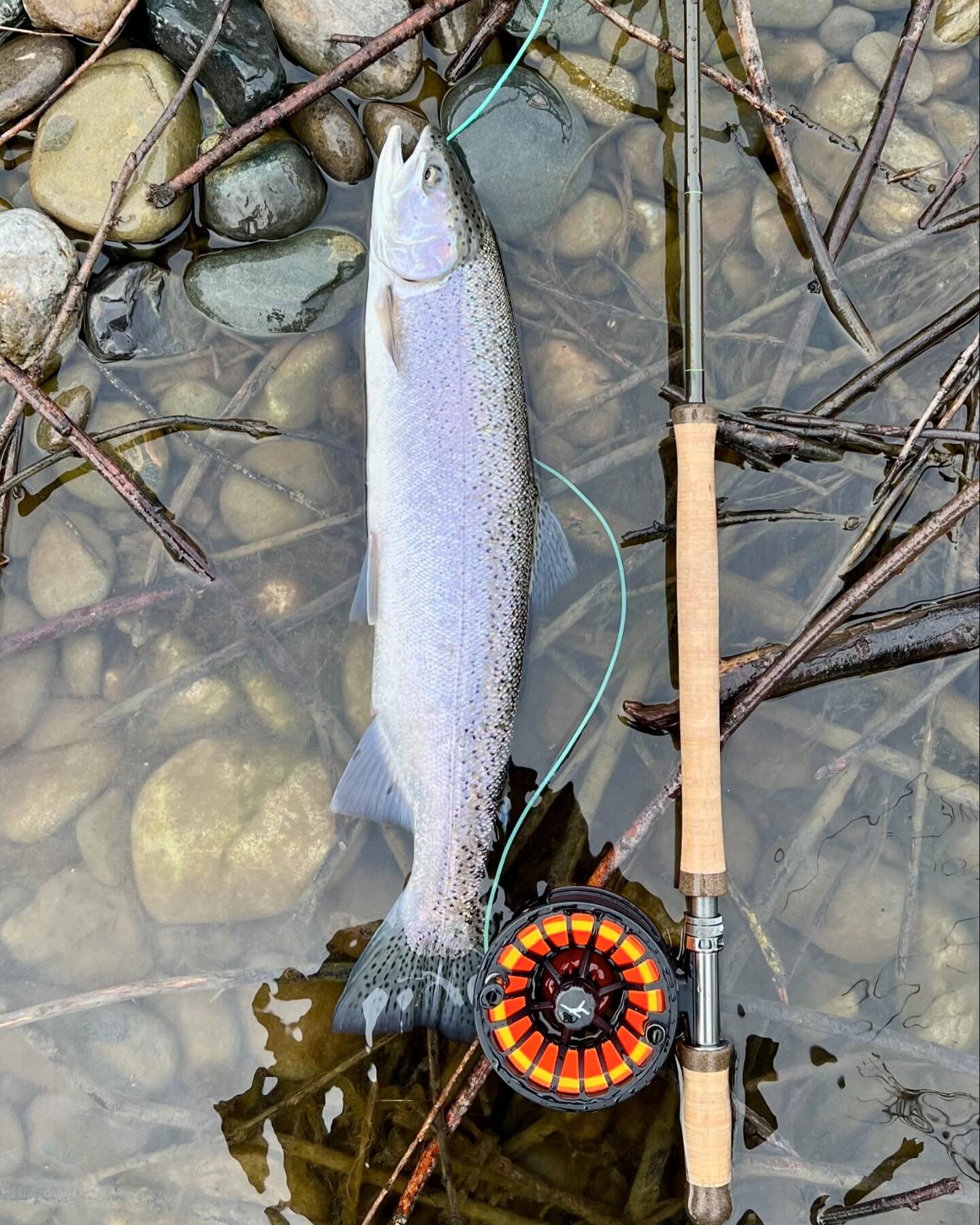 Swung up a wild chrome unicorn yesterday 🦄 . Fun times 🙌

#wintersteelhead #steelhead #spey #catchandrelease #flyfishing #skagit #gloomis #swingit #norcal