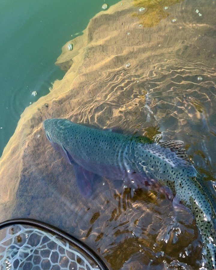 #trouttuesdays a little R&amp;R session up north from the weekend 🎣🐳

#catchandrelease #flyfishing #bobberdown #echoflyfishing.