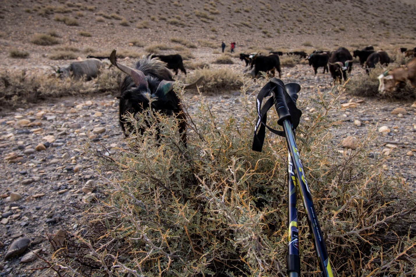 goats in the Upper mustang