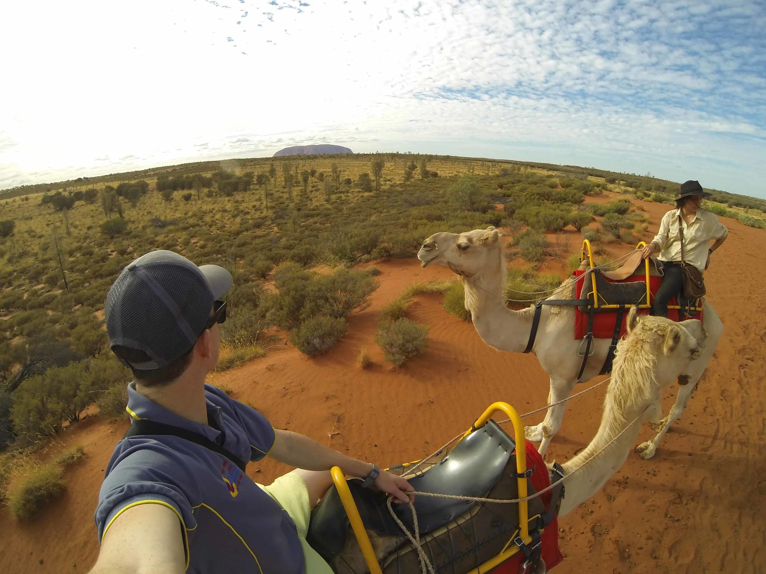 camels in the n.t