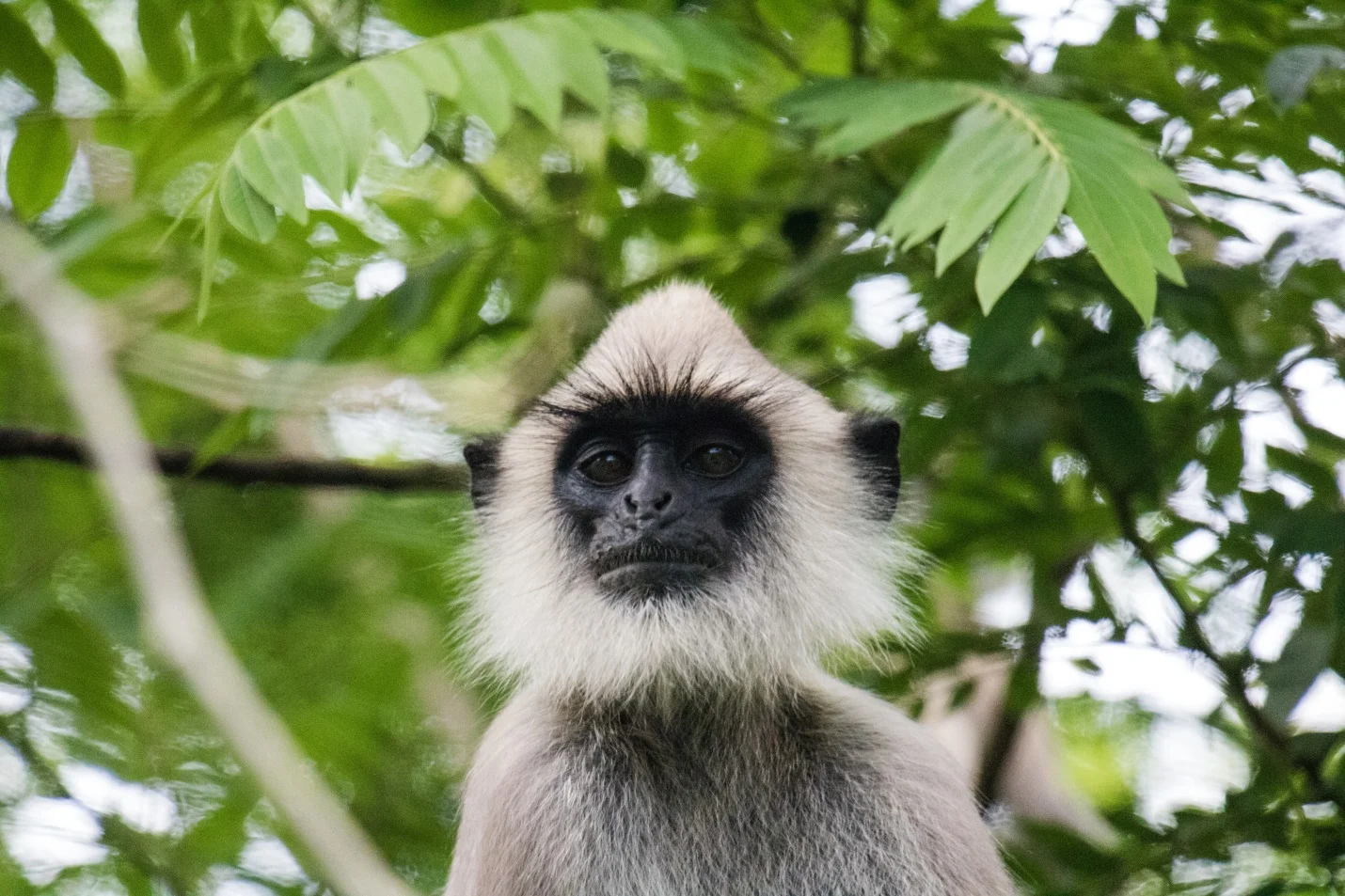 gray tufted langur, sri lanka