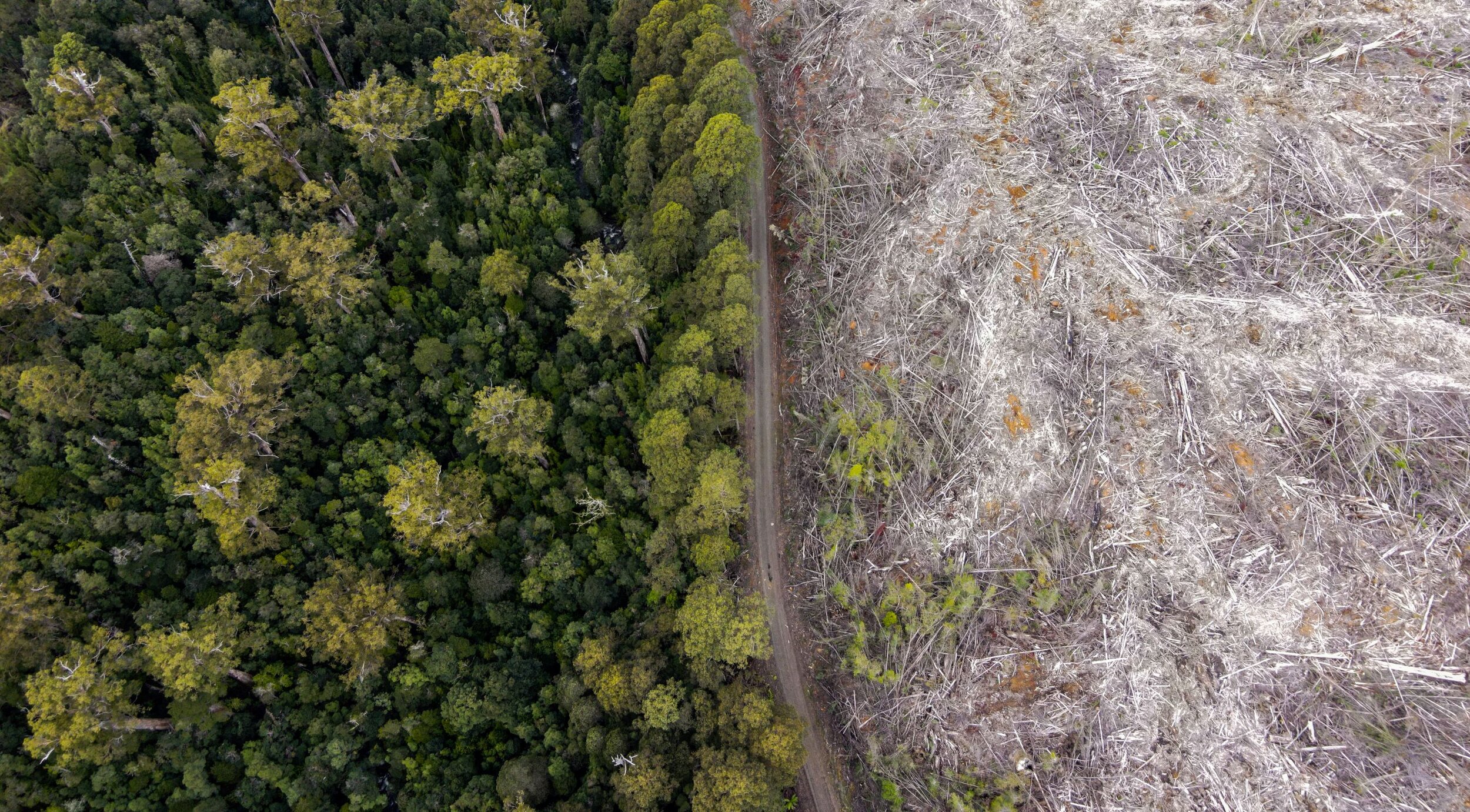  Aerial photo of the clear-felling occurring within the Tarkine of Tasmania. 