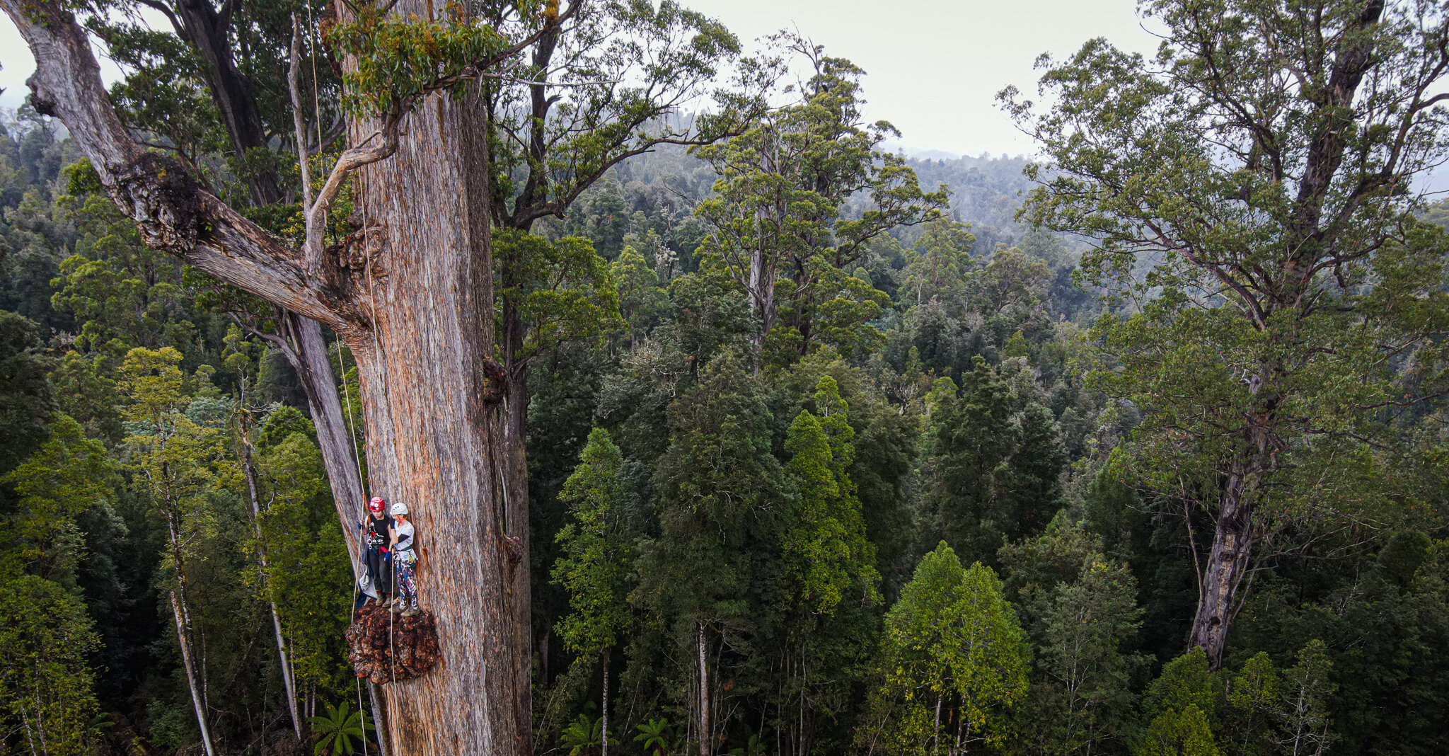  Two tree-sitters take a break on their way to a tent situated 50 metres this giant tree in Pieman, Tasmania. 