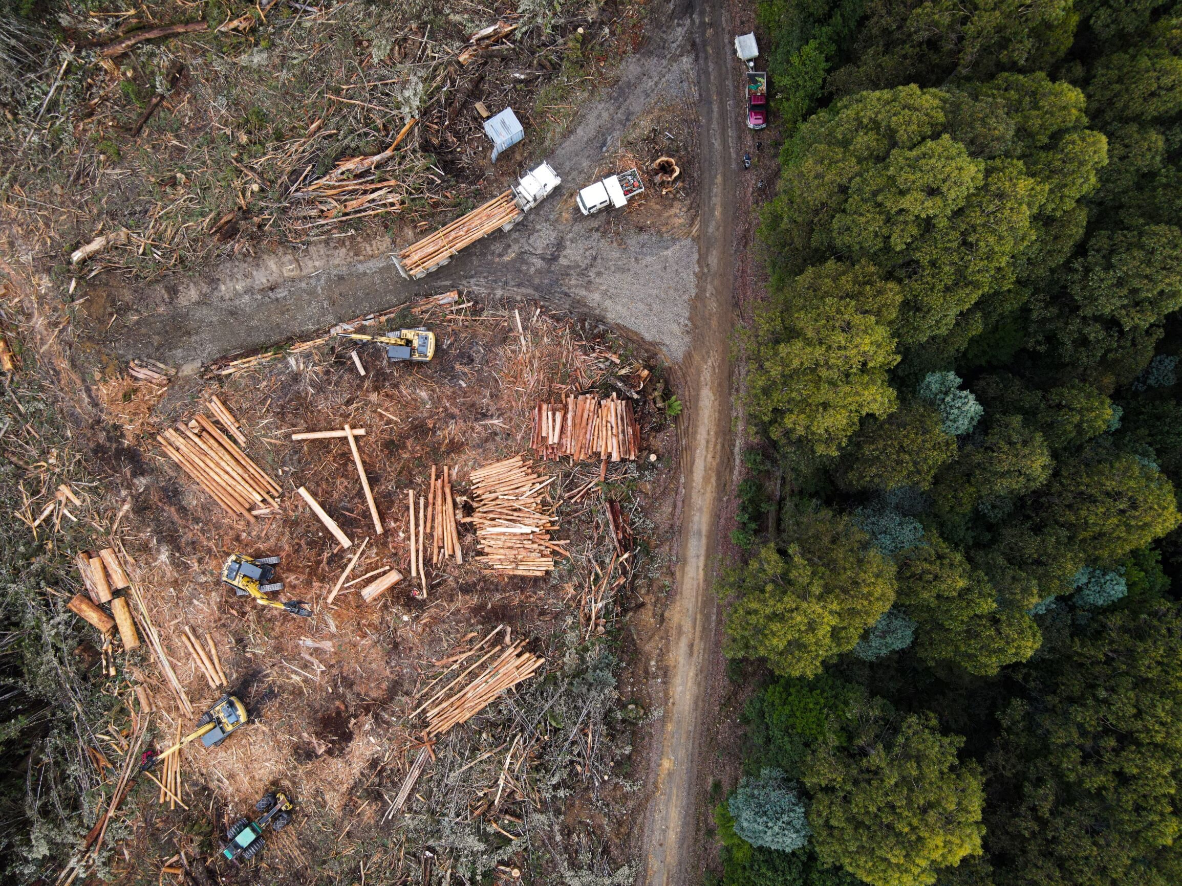  A logging operation within Old Growth rainforest in Tarkine, Tasmania. 