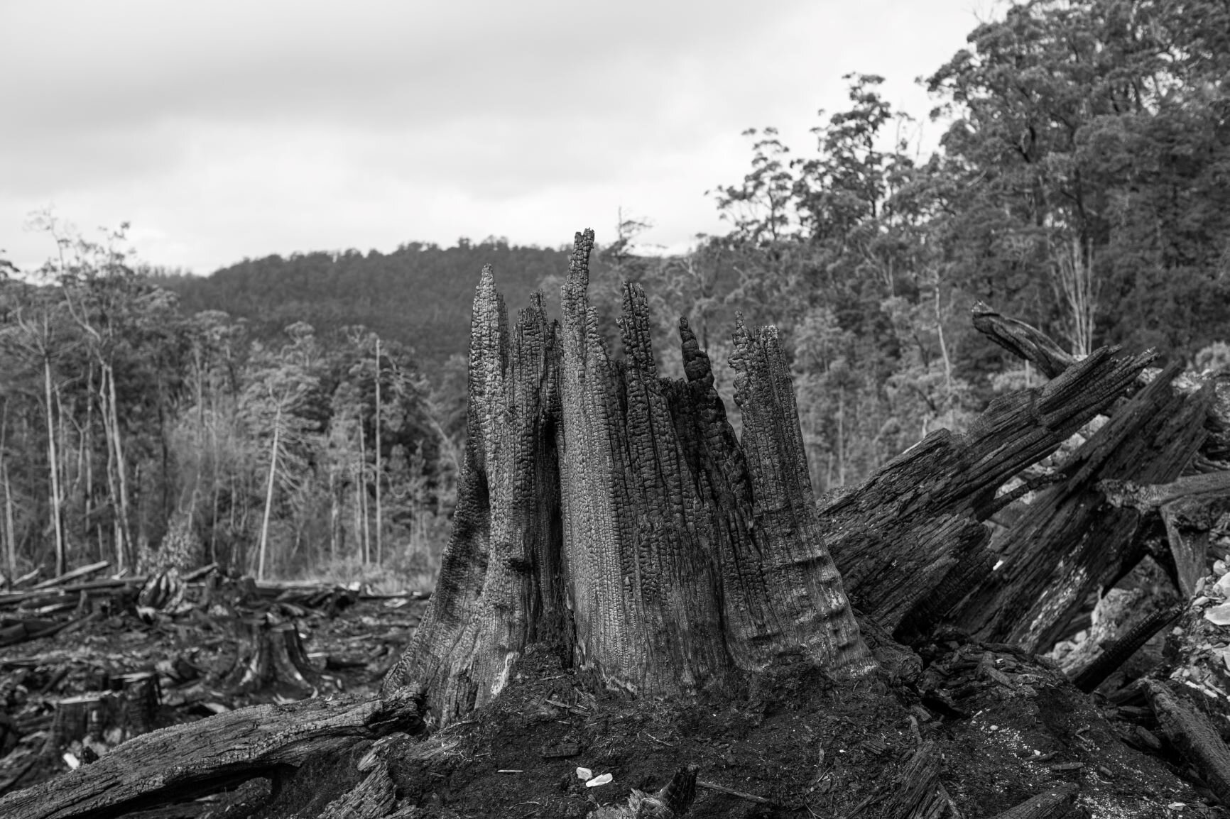  Old Growth rainforest in Tasmania is often clear-felled followed by an intense burn so native plants do not grow back. 