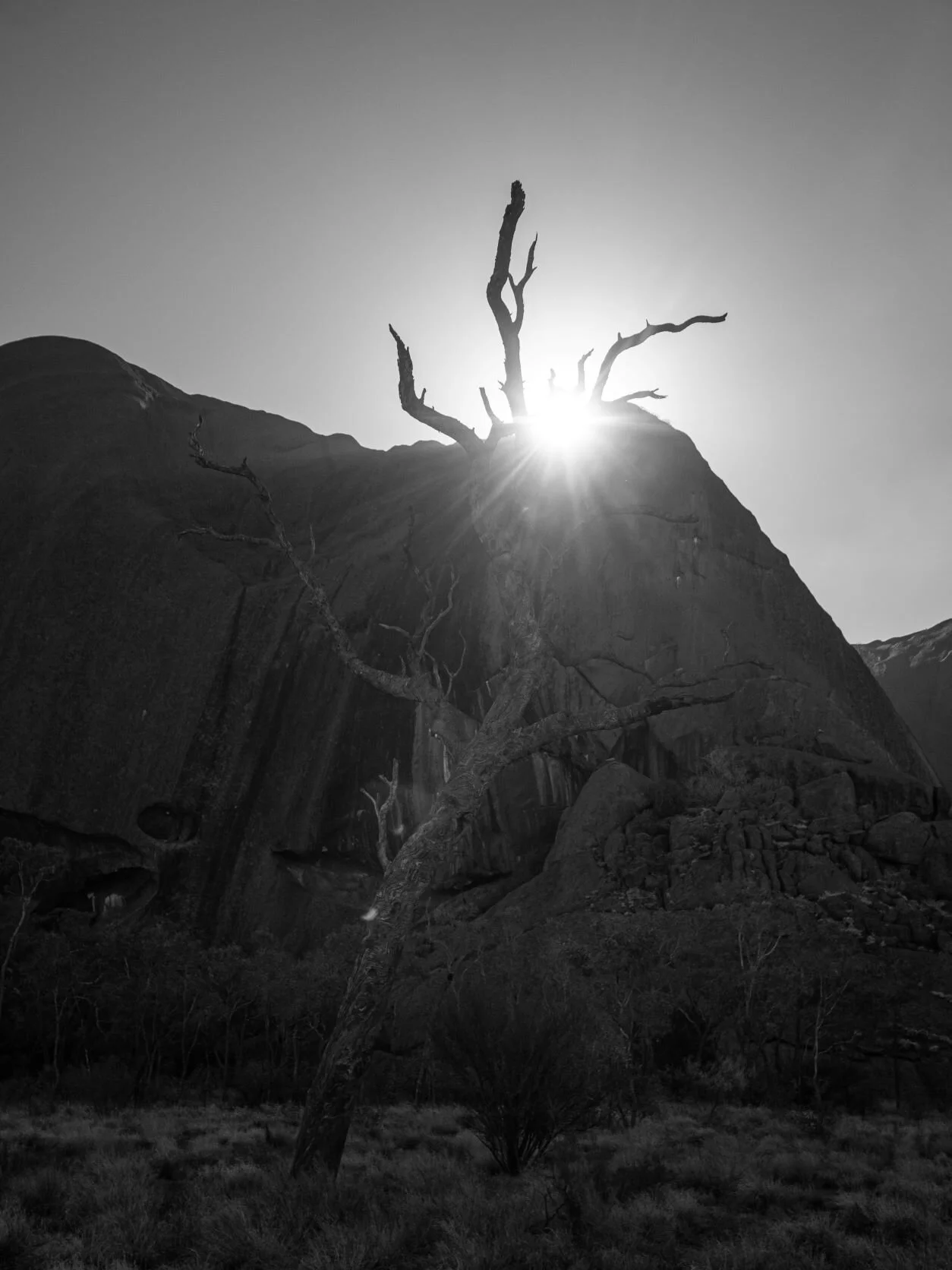  The sun peaks through a dead tree at Uluru. 