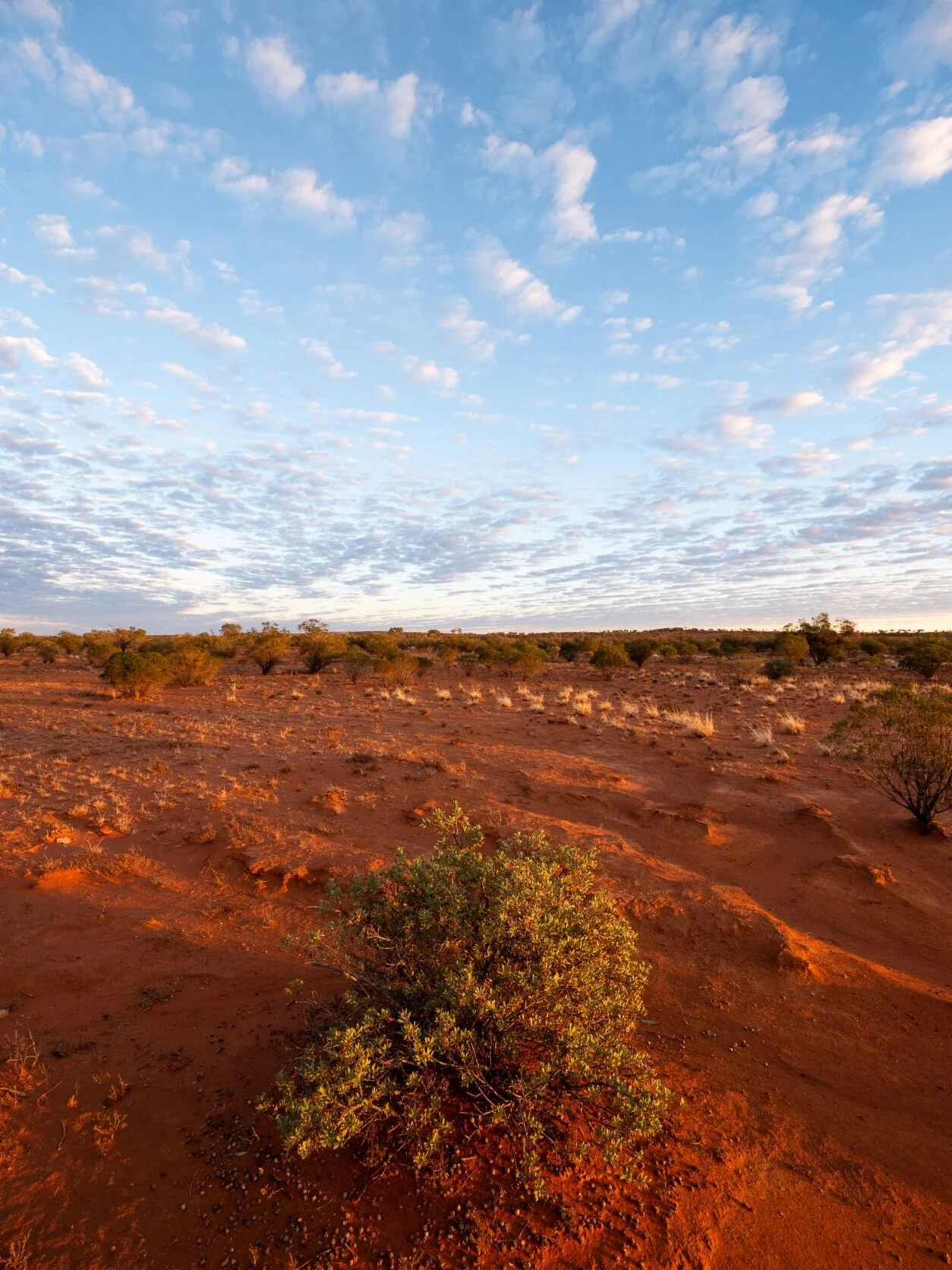  Camp spot somewhere outside of Stuarts Well on the Stuart HWY. 