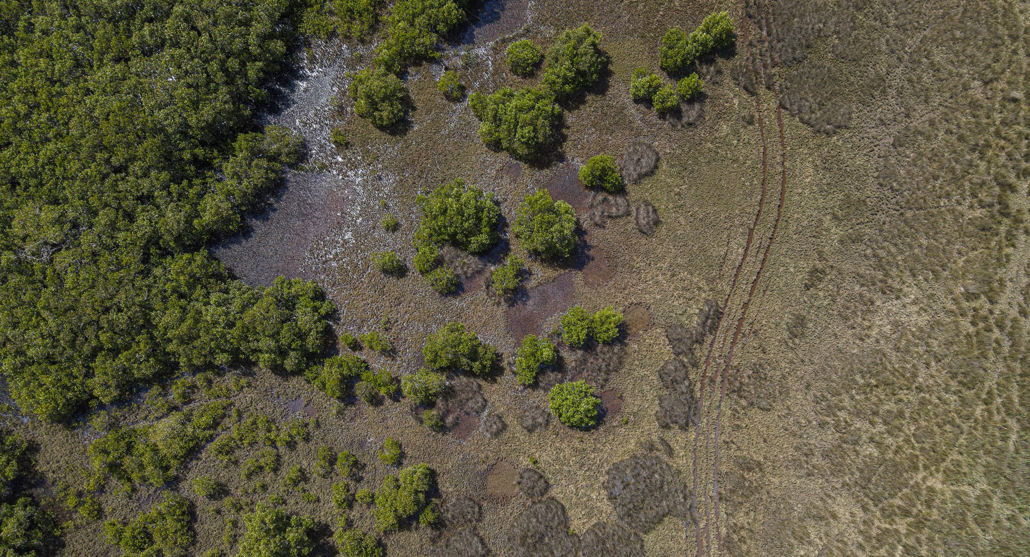  Car tracks through an Estuarine Wetland in South West Rocks, Australia. 