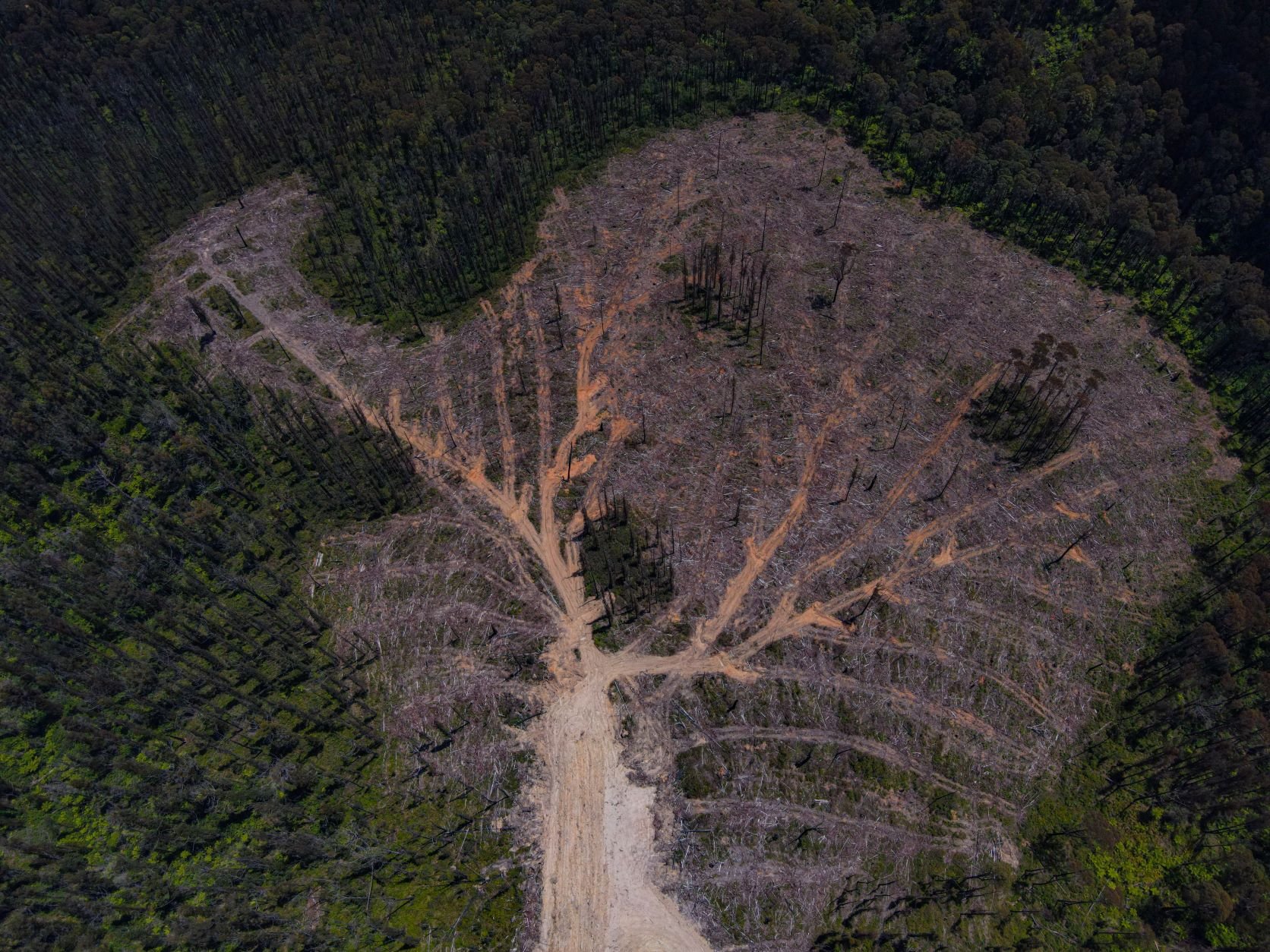  Extensive deforestation aerial. 