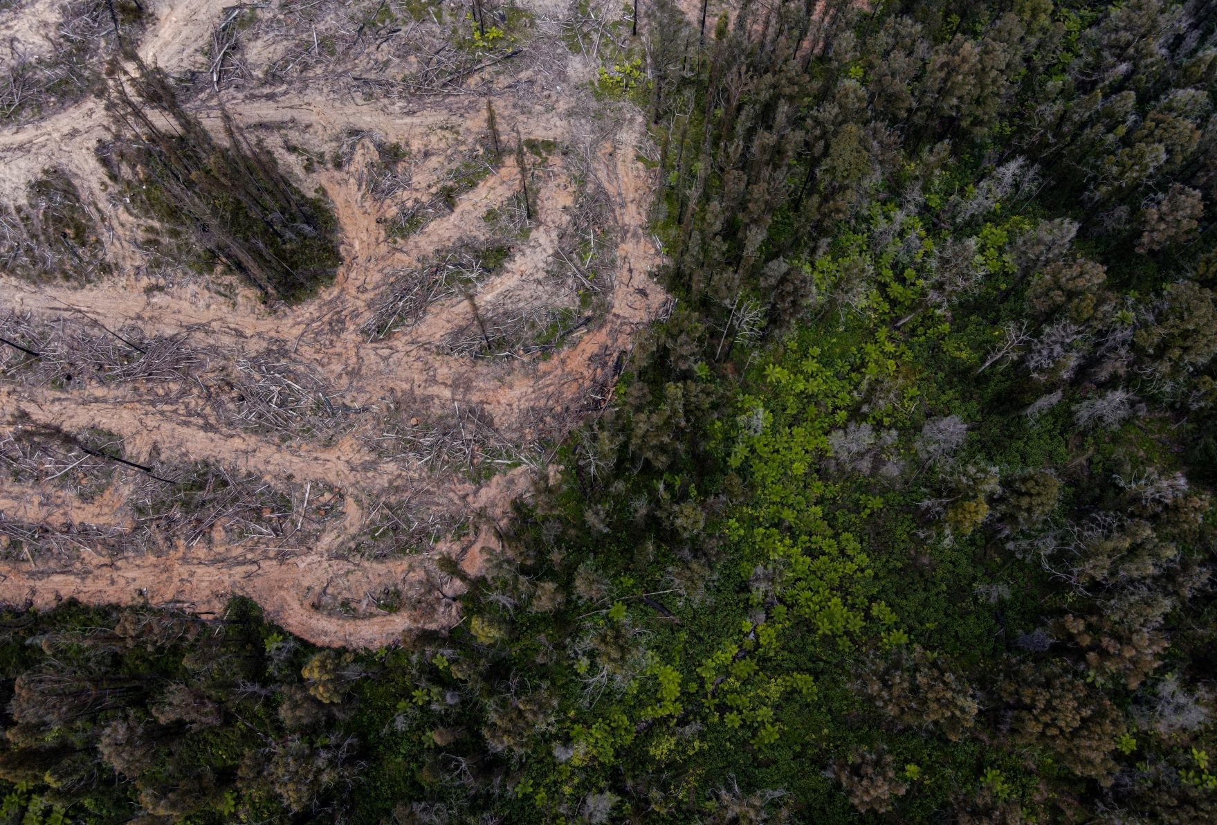  Tree ferns on the cusp of destruction as deforestation intrudes. 