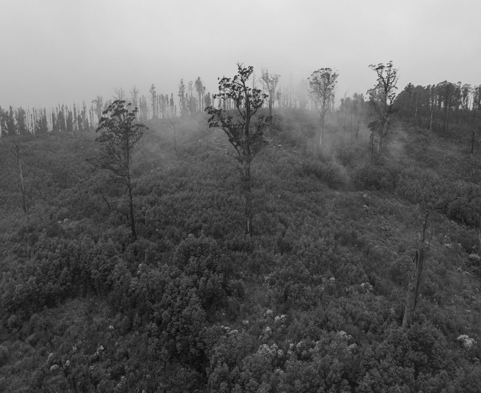  Habitat trees left standing in a logging coupe shrouded in a mirky mist. 