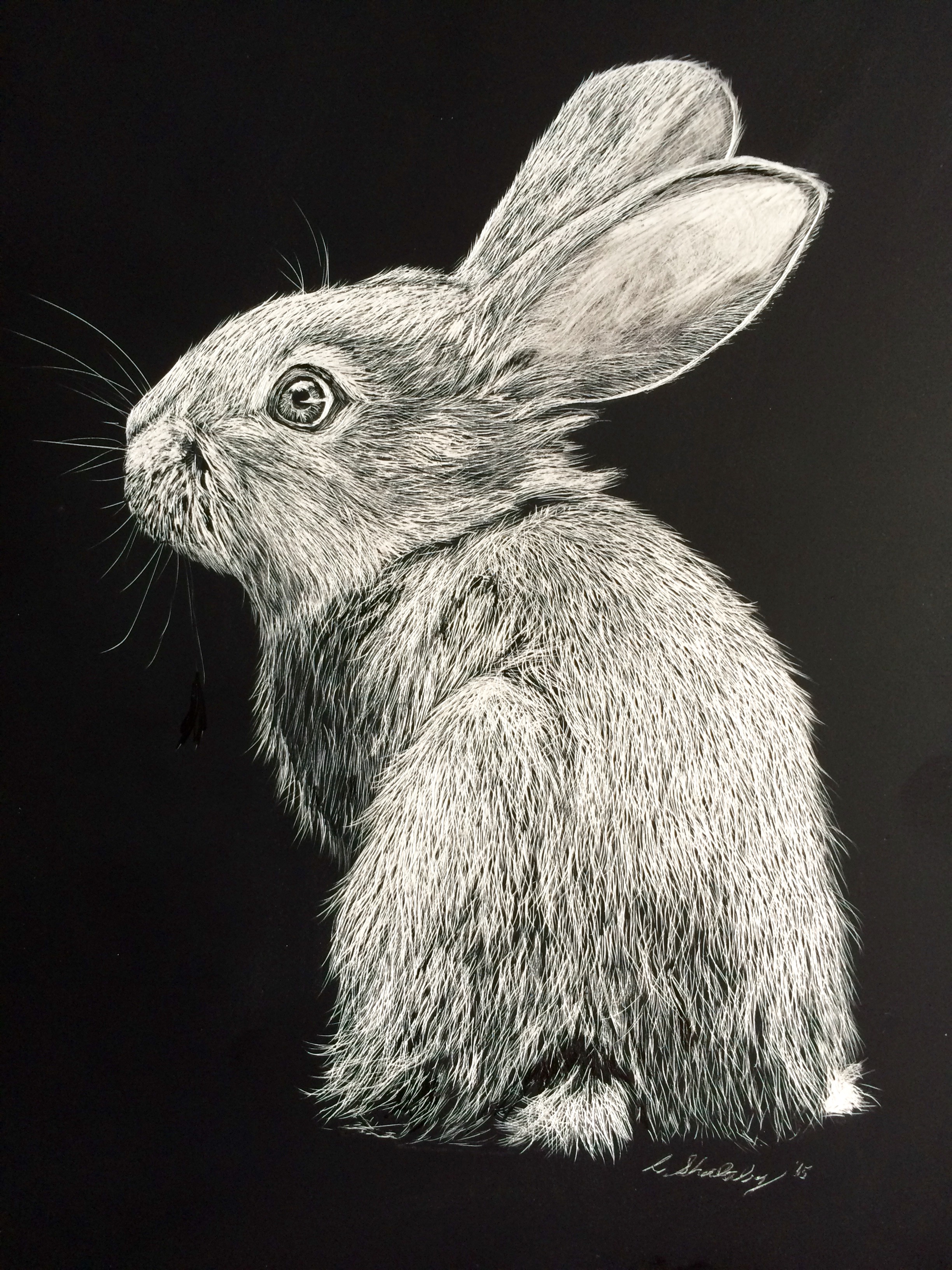 Bunny