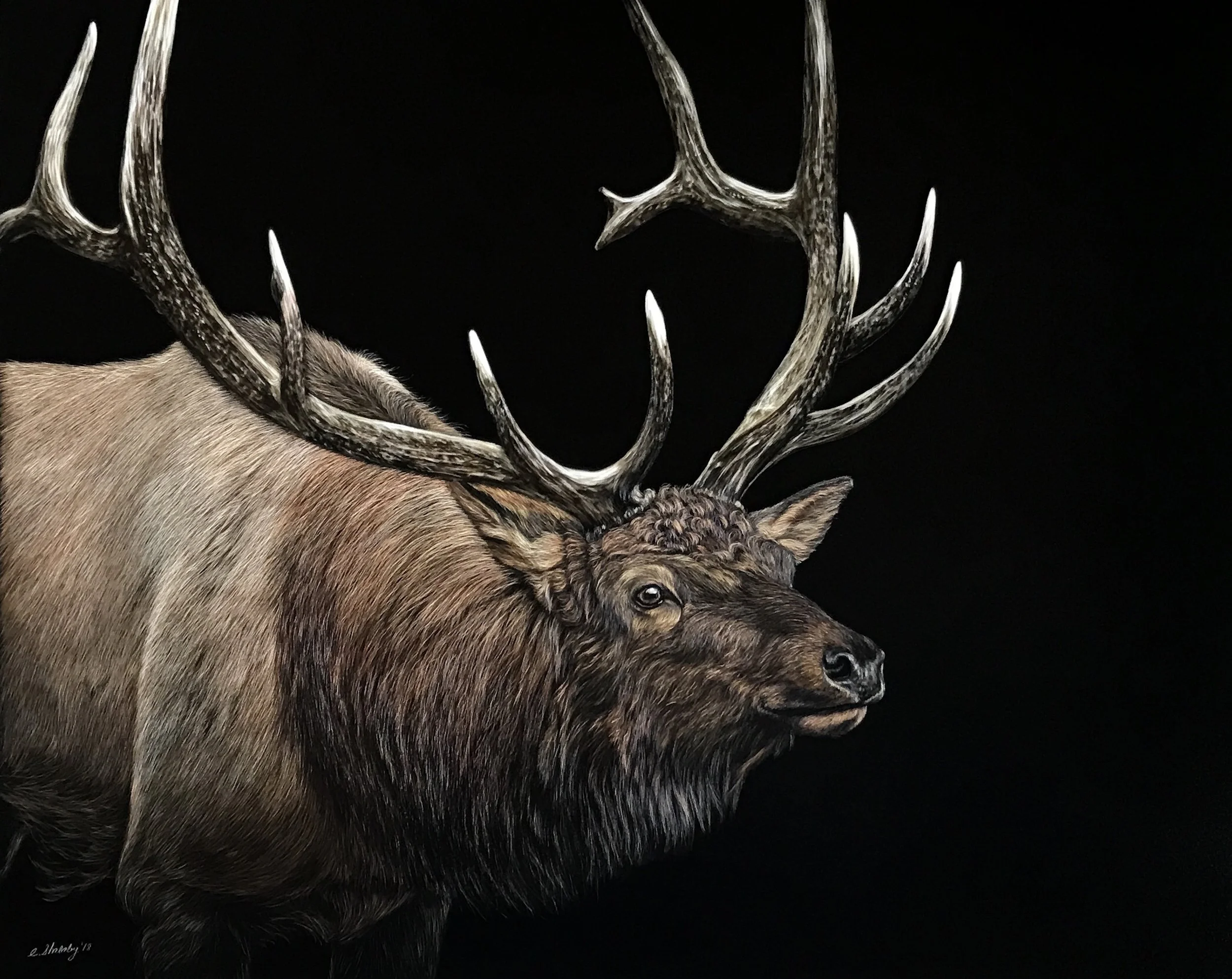 Wapiti.jpg