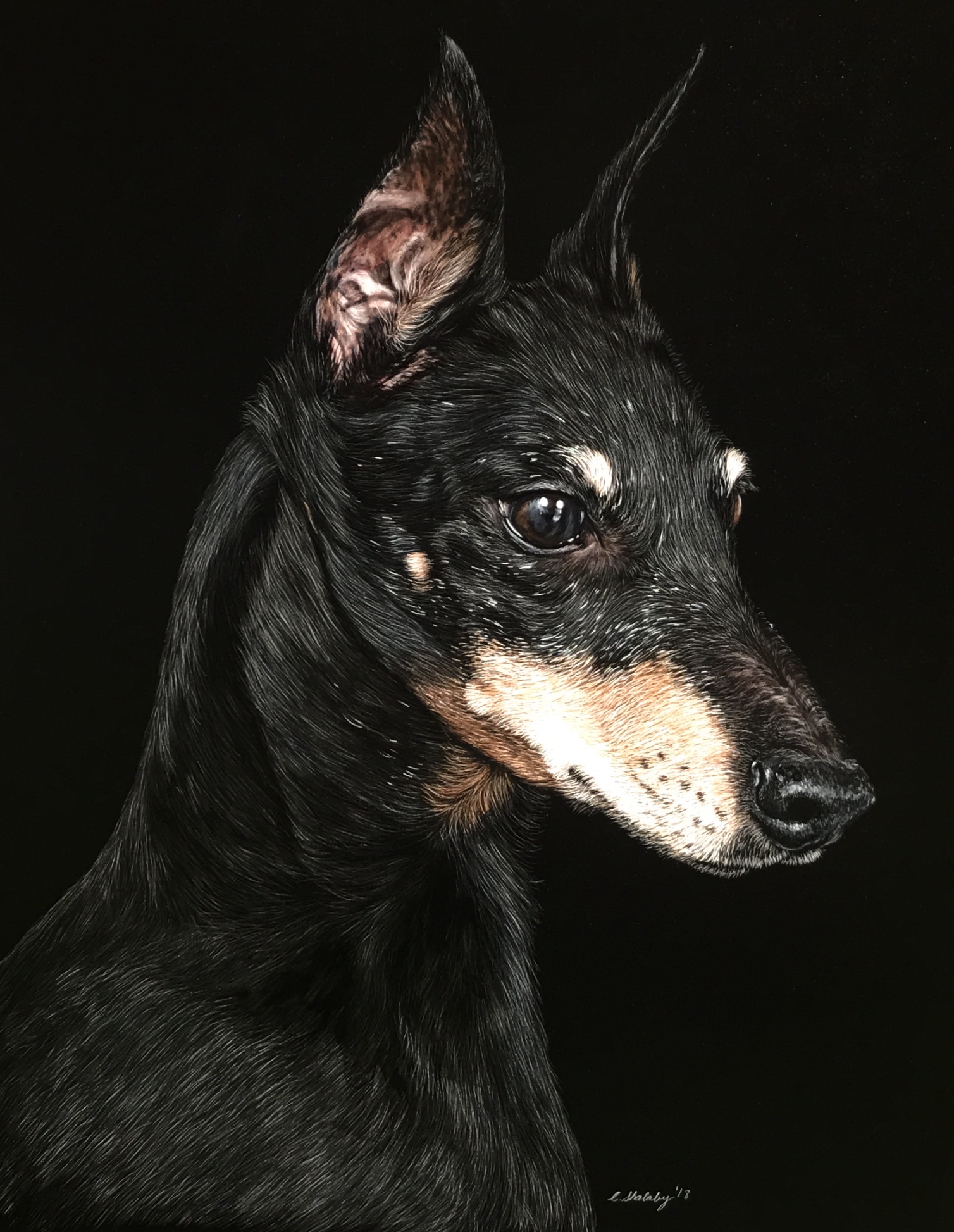 "Nova"