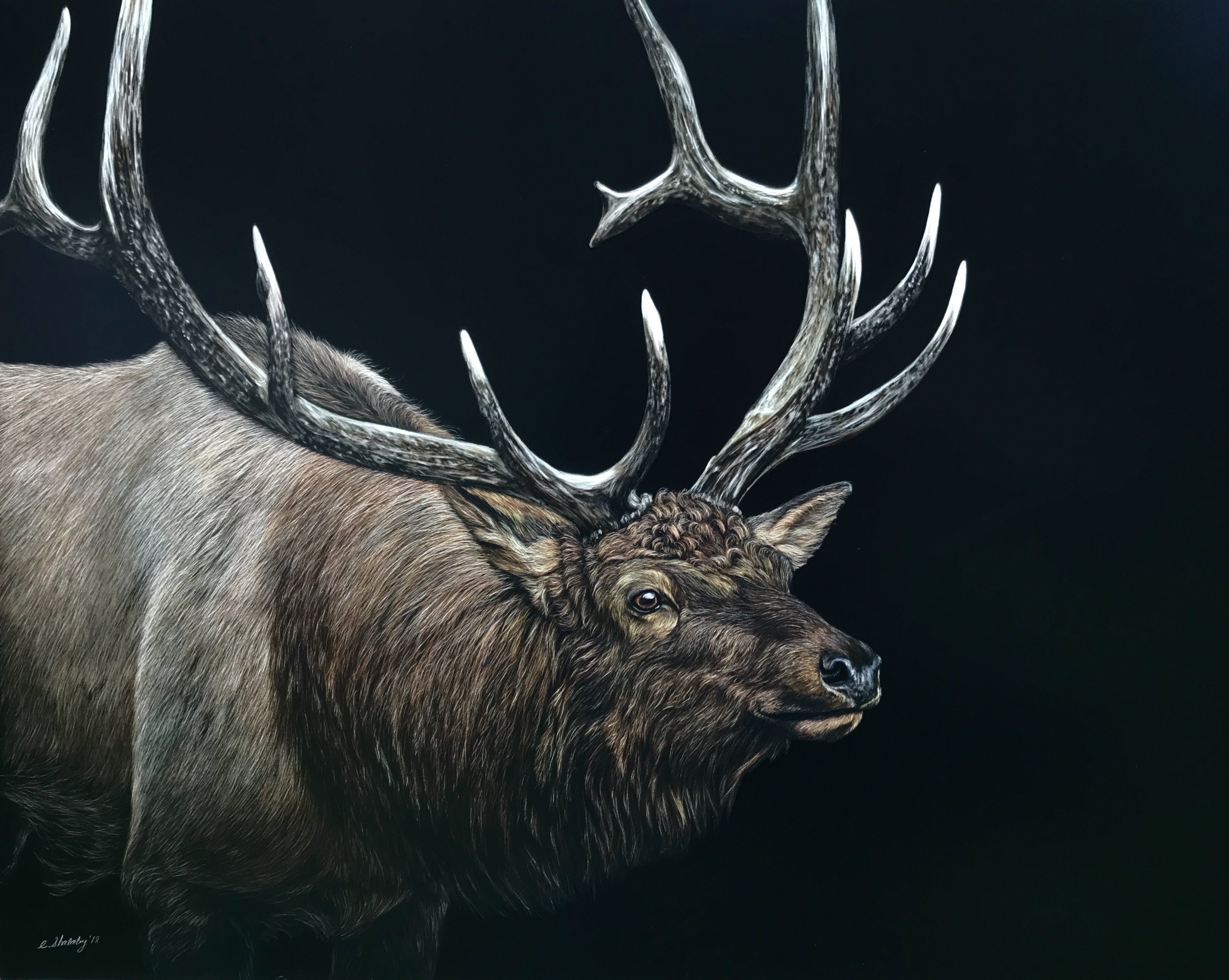 "Wapiti"