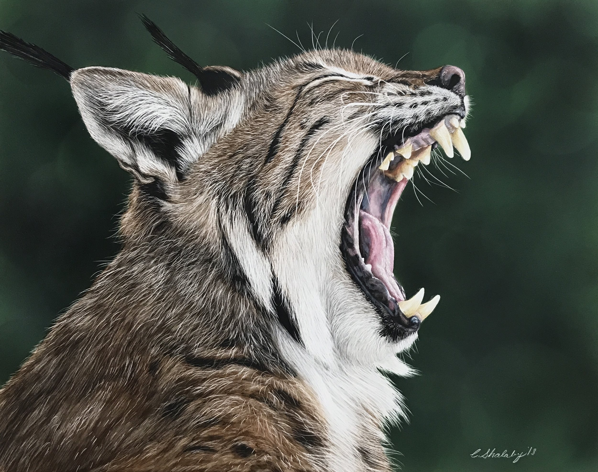 "Yawn"